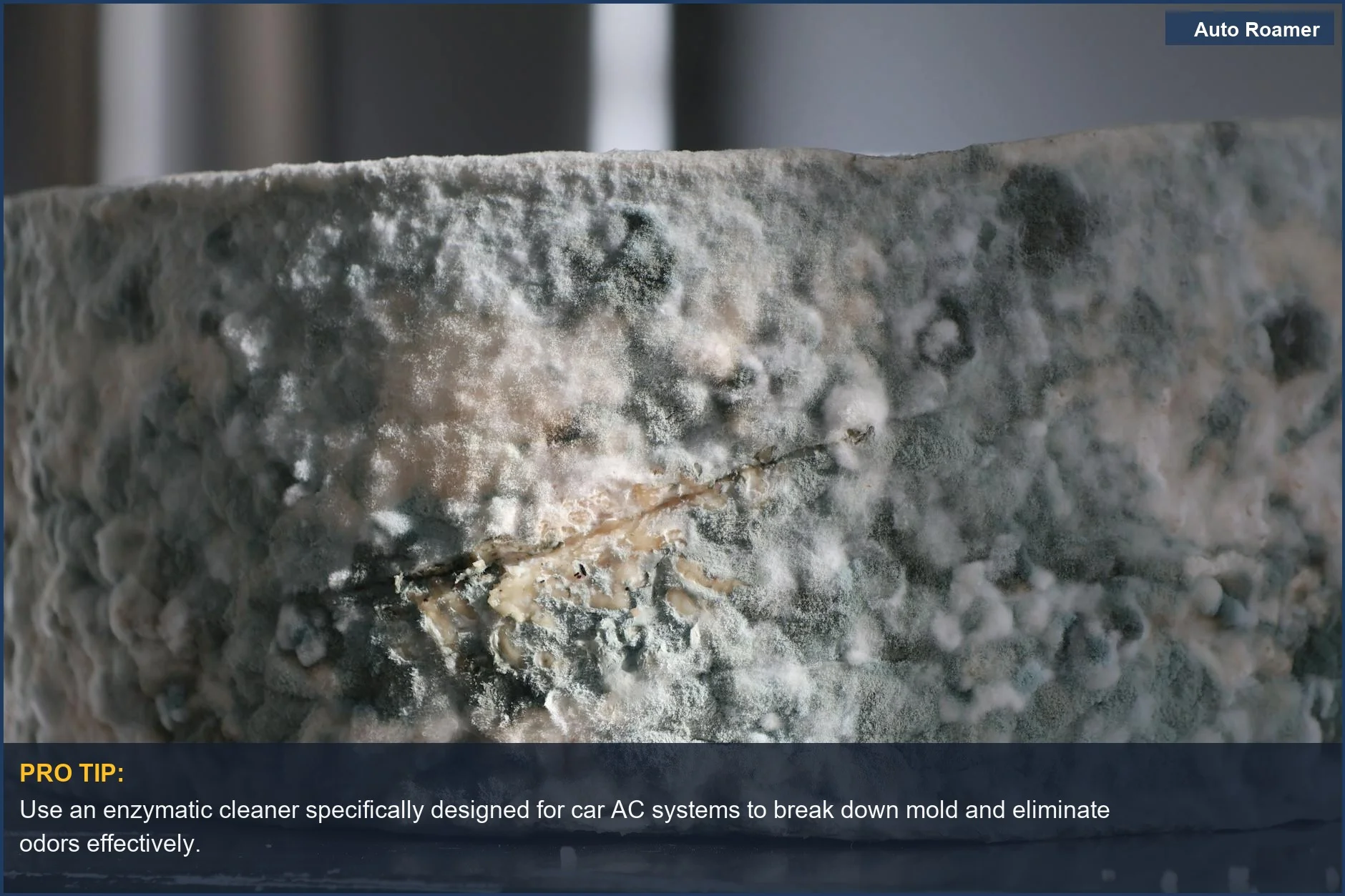 Detailed view of fuzzy blue mold spreading across a cheese surface, representing car AC smells like mold.