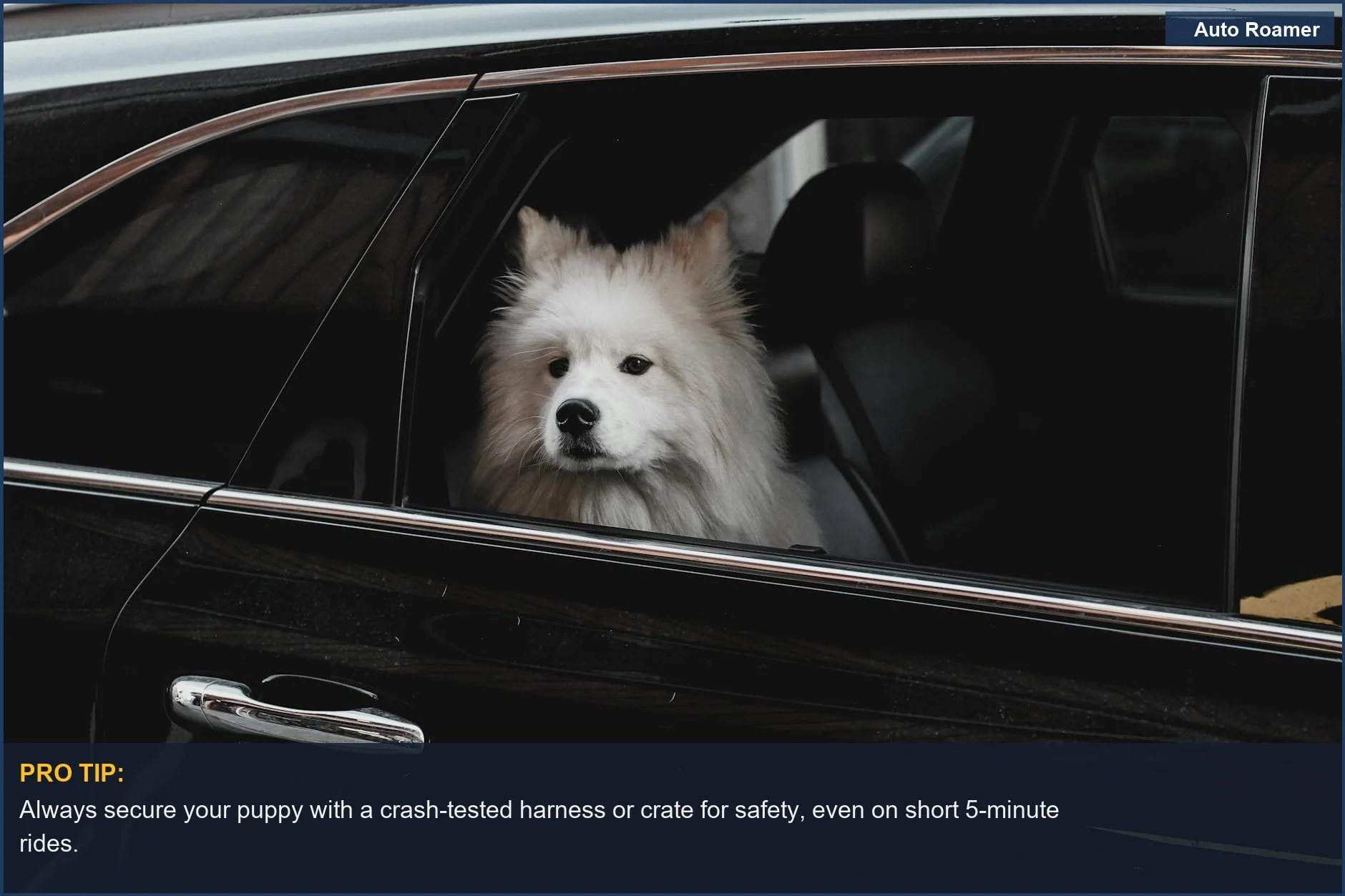 A fluffy Samoyed puppy happily looks out a car window, showing success in making car rides enjoyable for puppies.
