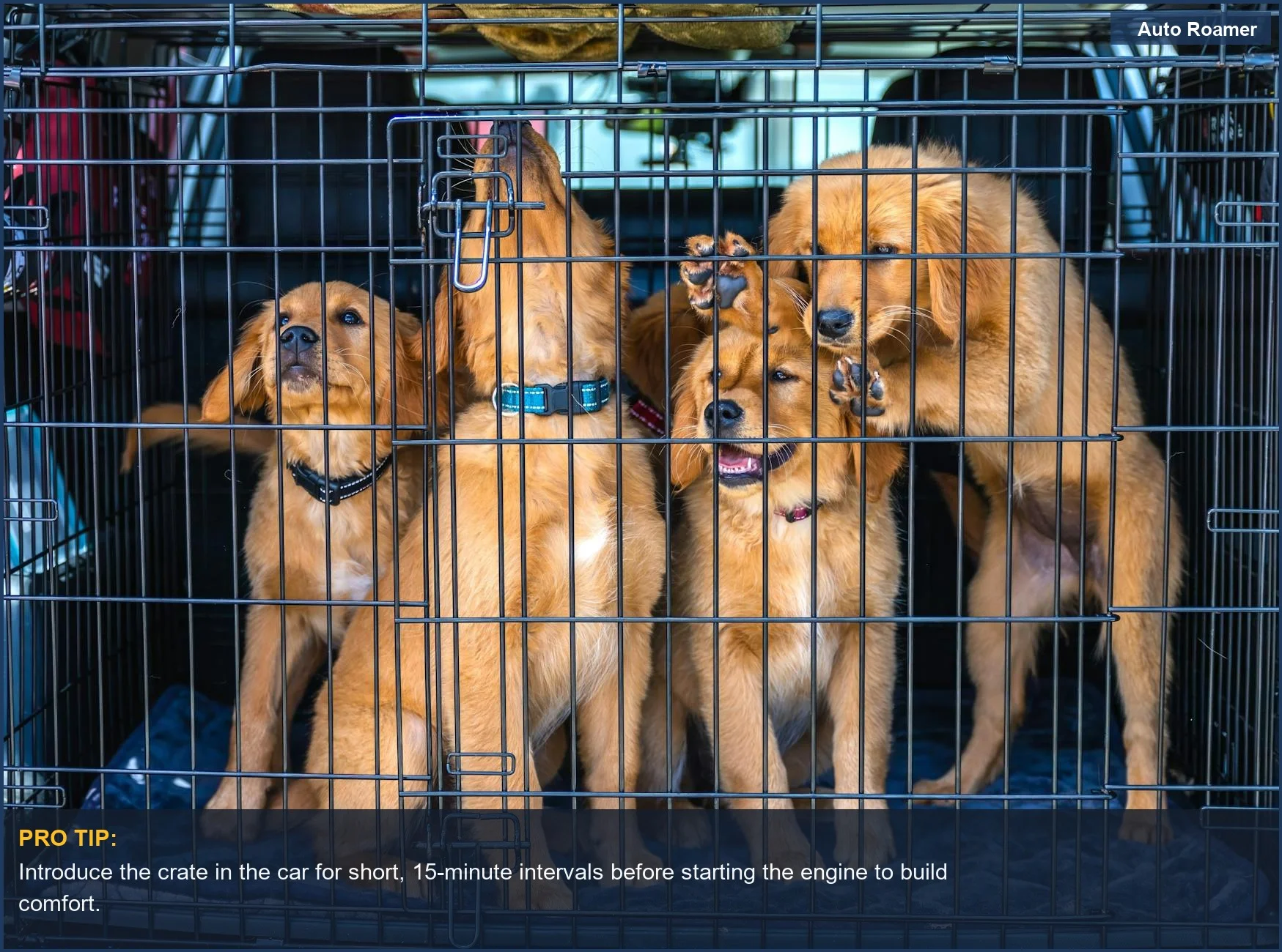 Adorable golden retriever puppies are safely secured in a car dog crate, essential for preparing a puppy for car trips.