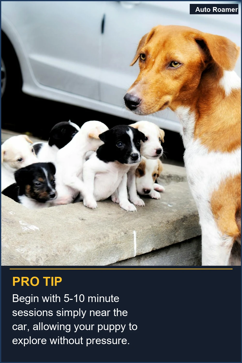 Begin with 5-10 minute sessions simply near the car, allowing your puppy to explore without pressure.