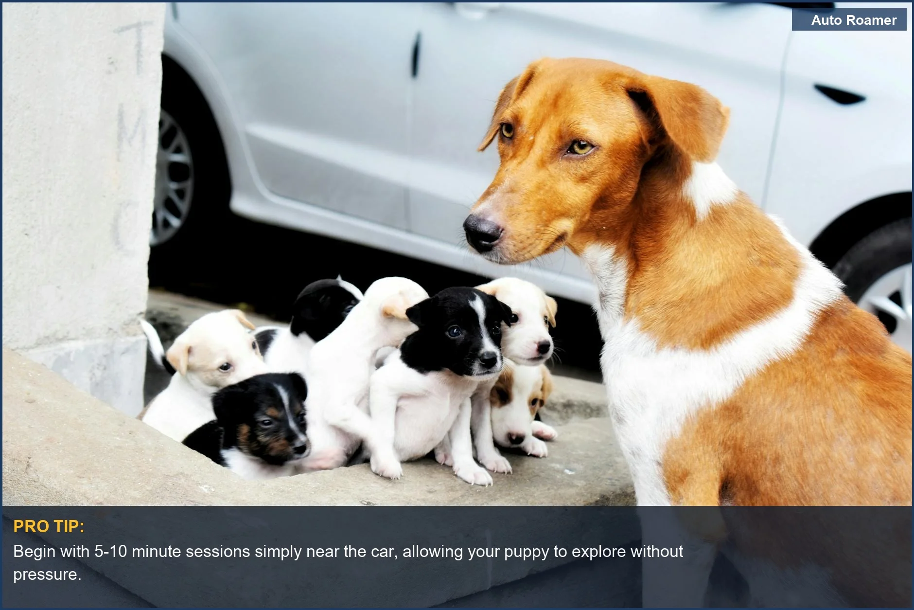 A mother dog with her puppies resting peacefully beside a car, illustrating a calm introduction for puppies to car rides.