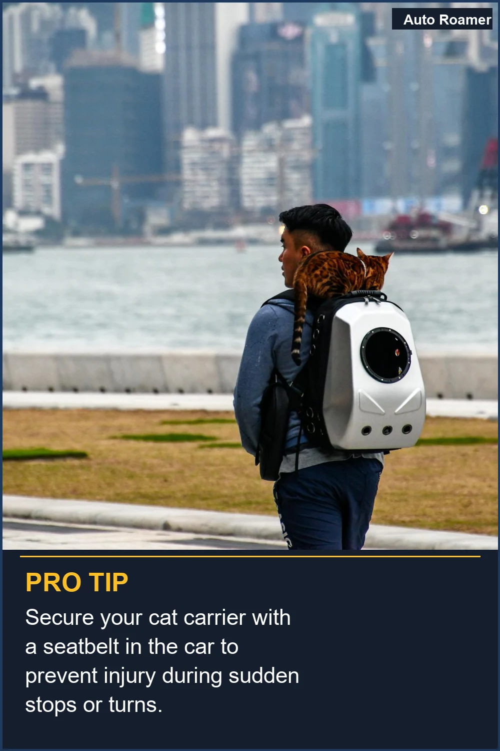 Secure your cat carrier with a seatbelt in the car to prevent injury during sudden stops or turns.