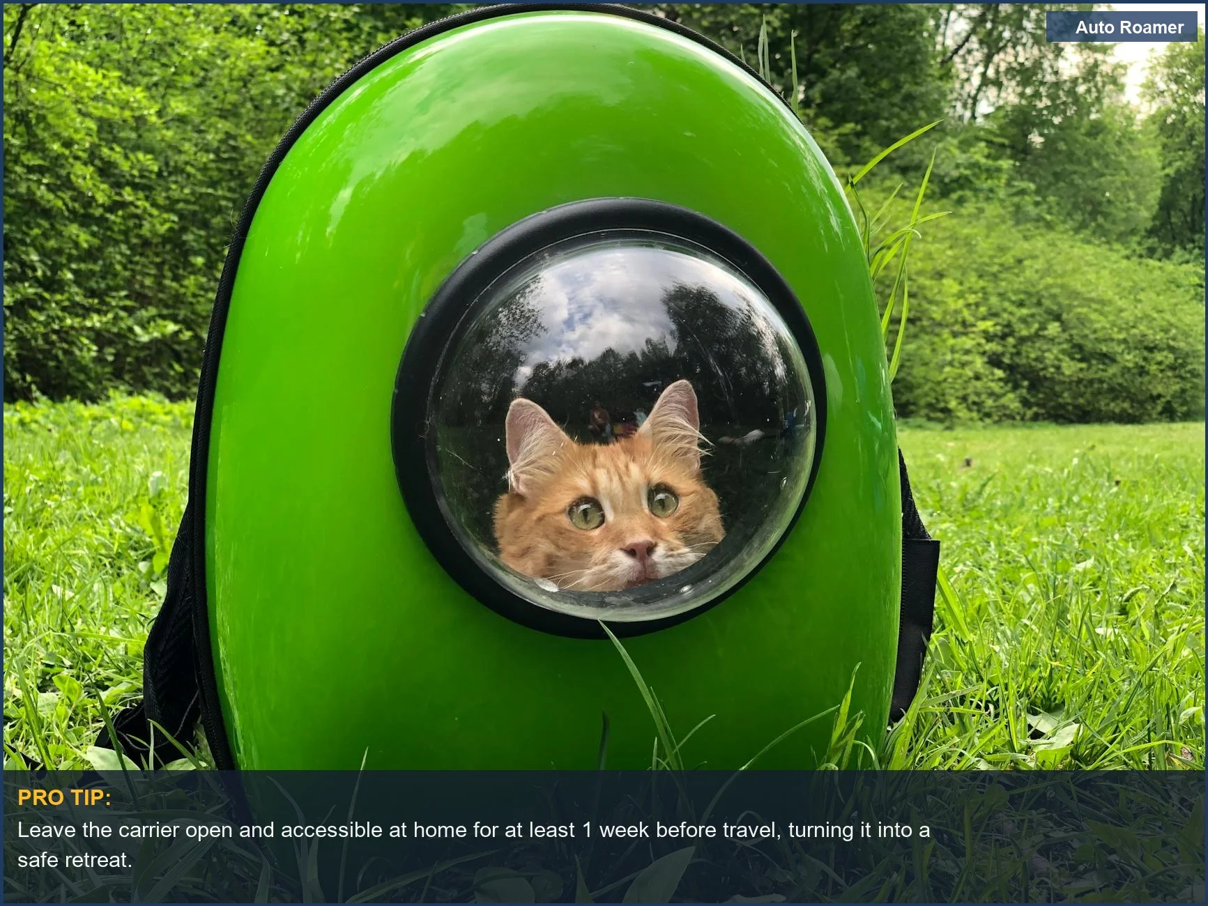 An orange tabby cat sits comfortably in a green travel backpack, illustrating key steps on how to keep your cat calm for travel.
