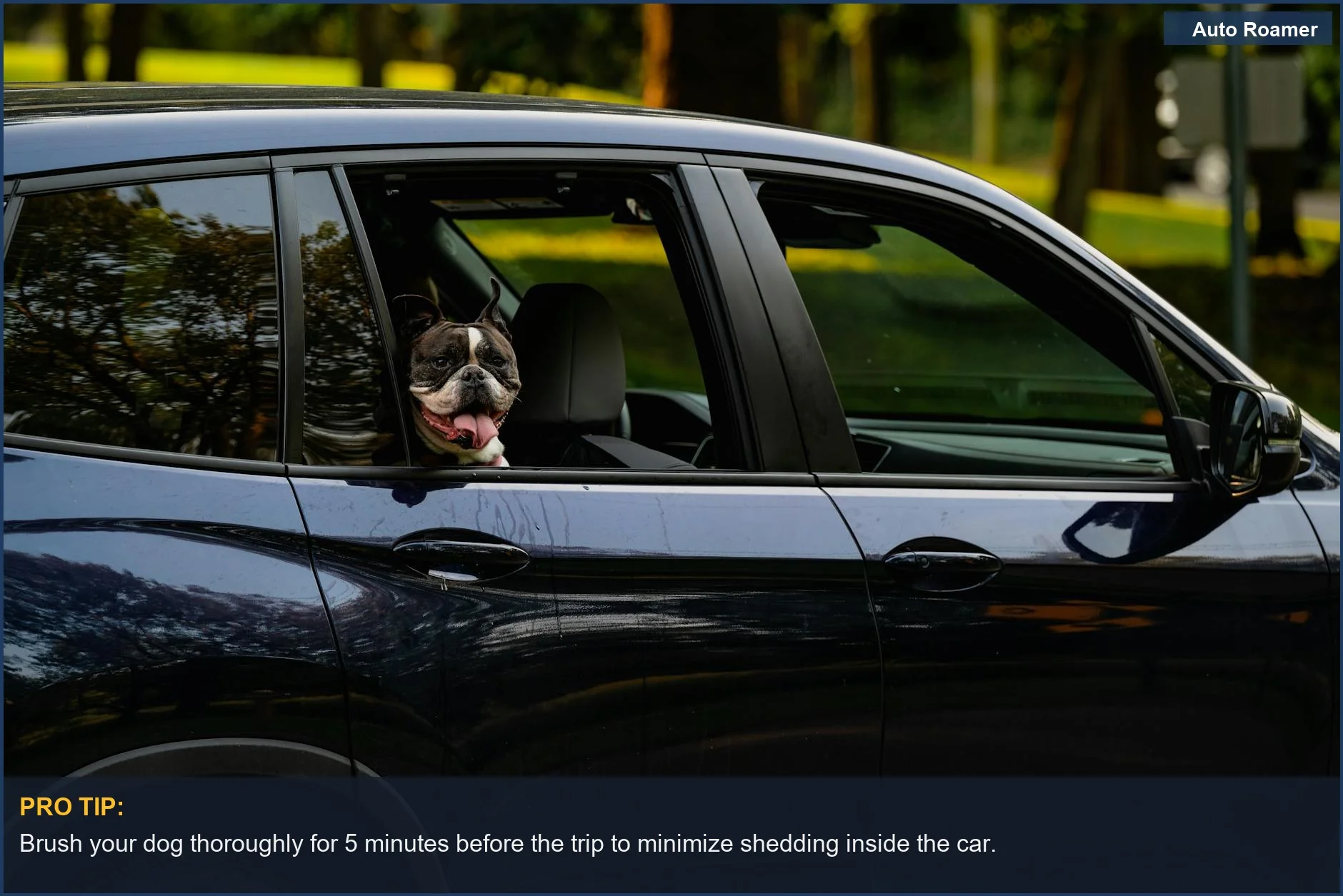 Boston Terrier peeking out car window, illustrating a common scenario of dog car travel.