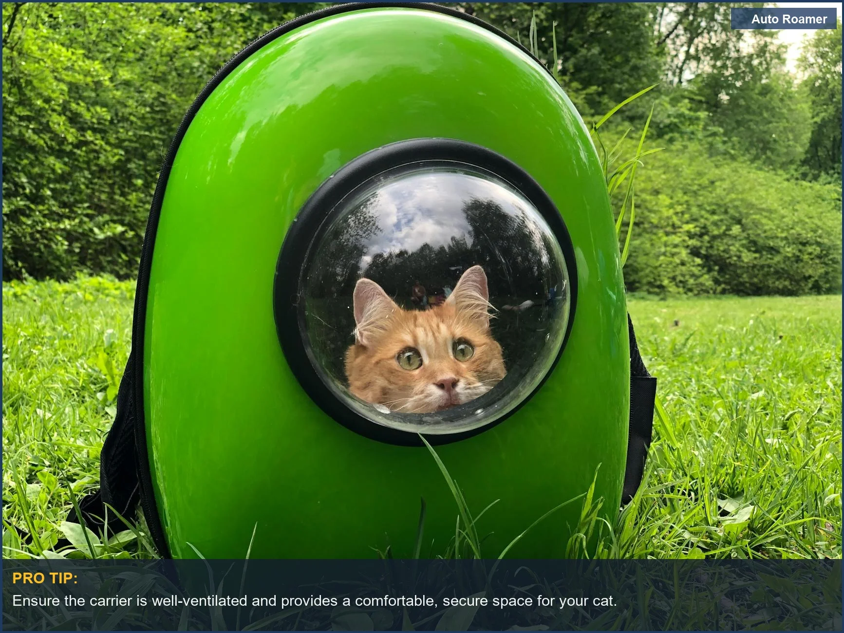 Orange tabby cat exploring outdoors from a green backpack, a key part of cat car travel.