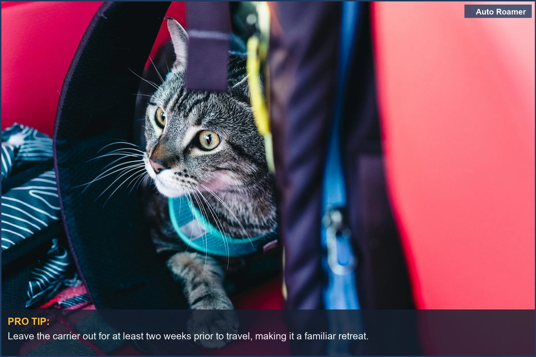 Adorable tabby cat peeking out of a backpack, ready for an outdoor adventure.