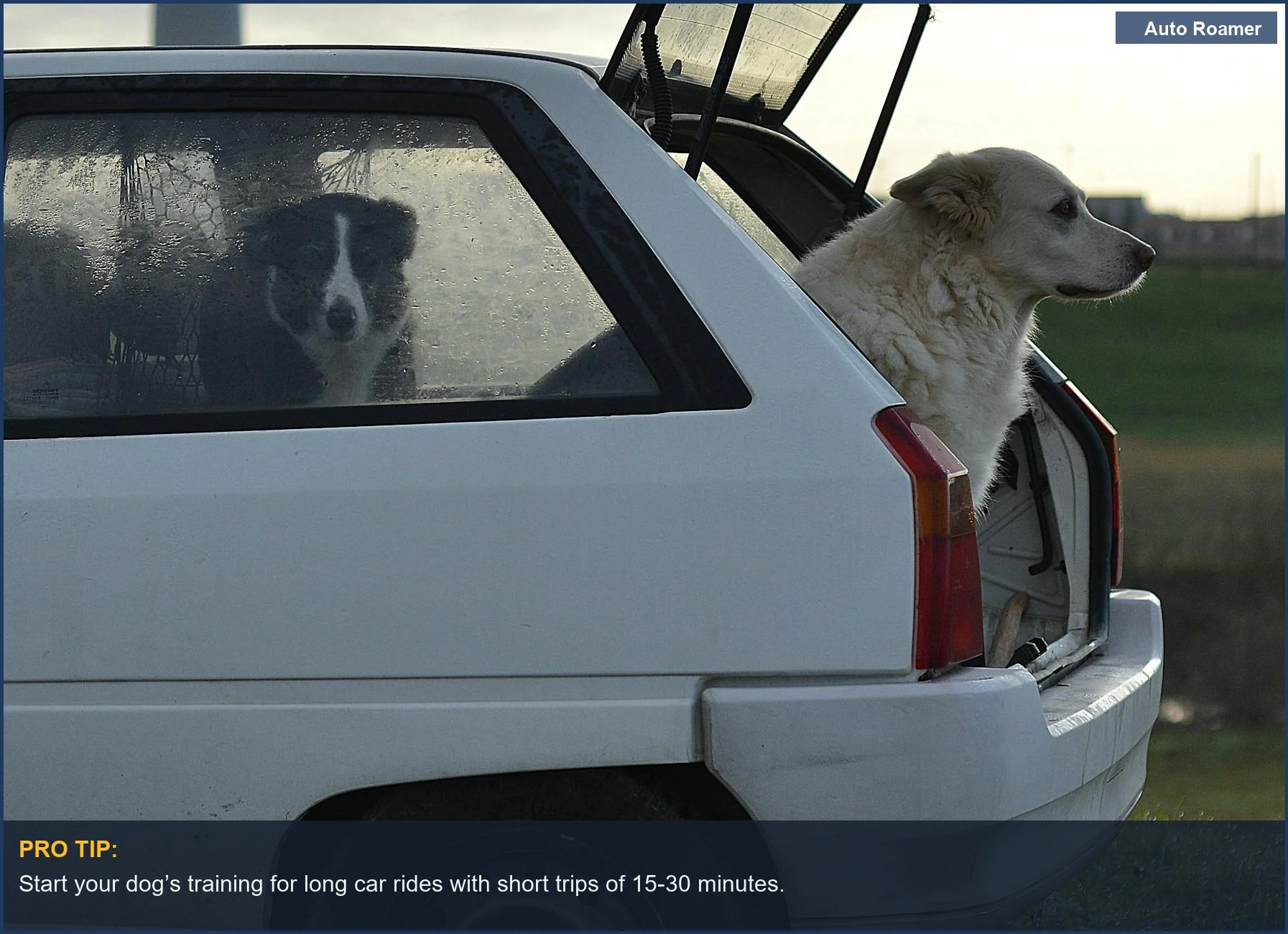 Two relaxed dogs resting in the trunk of a parked car enjoying the outdoors.