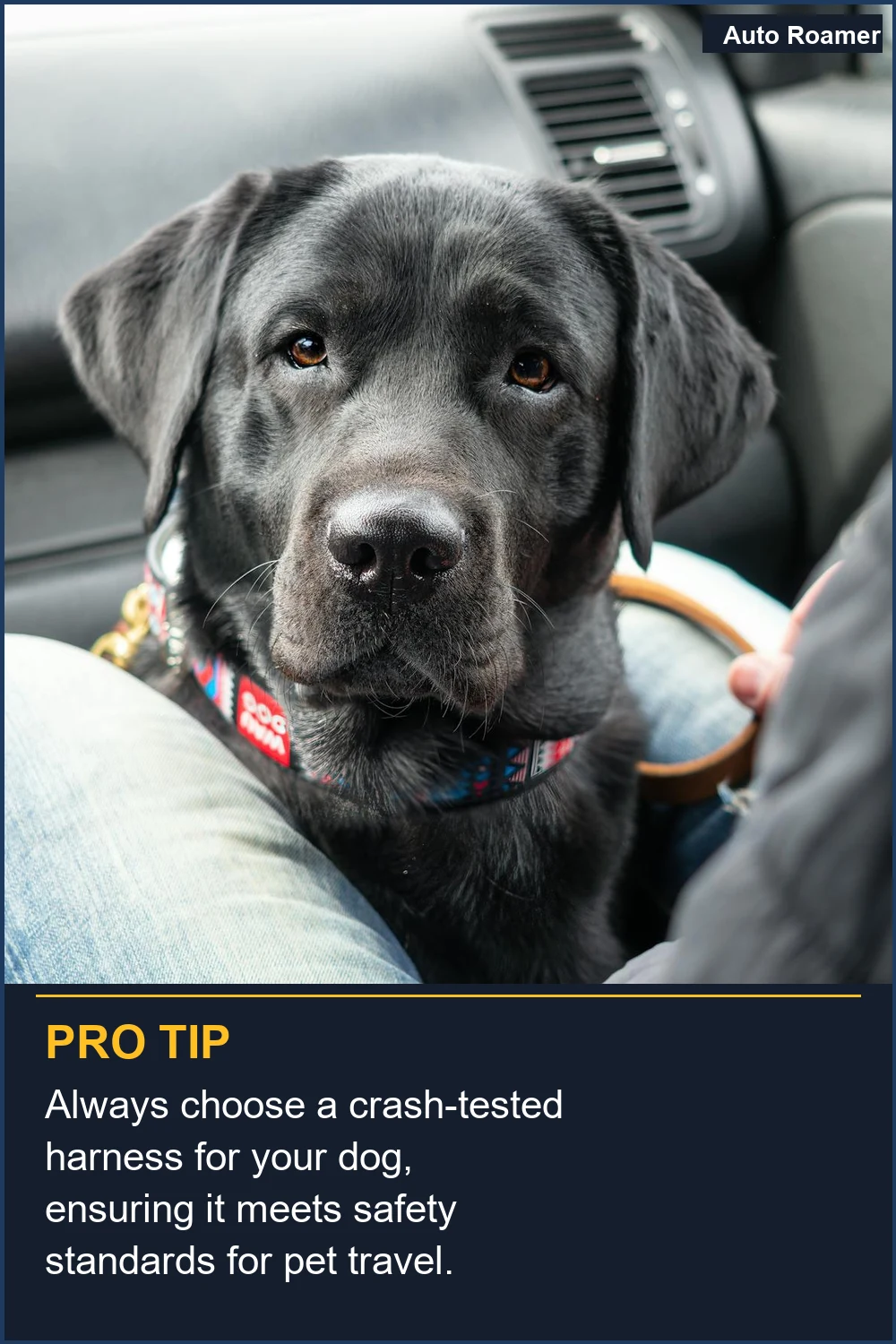 Always choose a crash-tested harness for your dog, ensuring it meets safety standards for pet travel.
