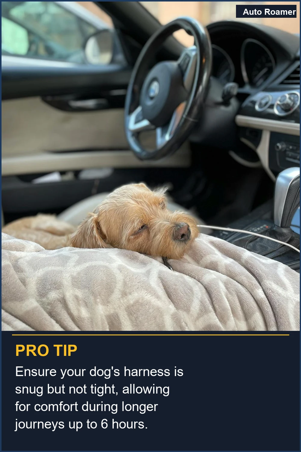 Ensure your dog's harness is snug but not tight, allowing for comfort during longer journeys up to 6 hours.