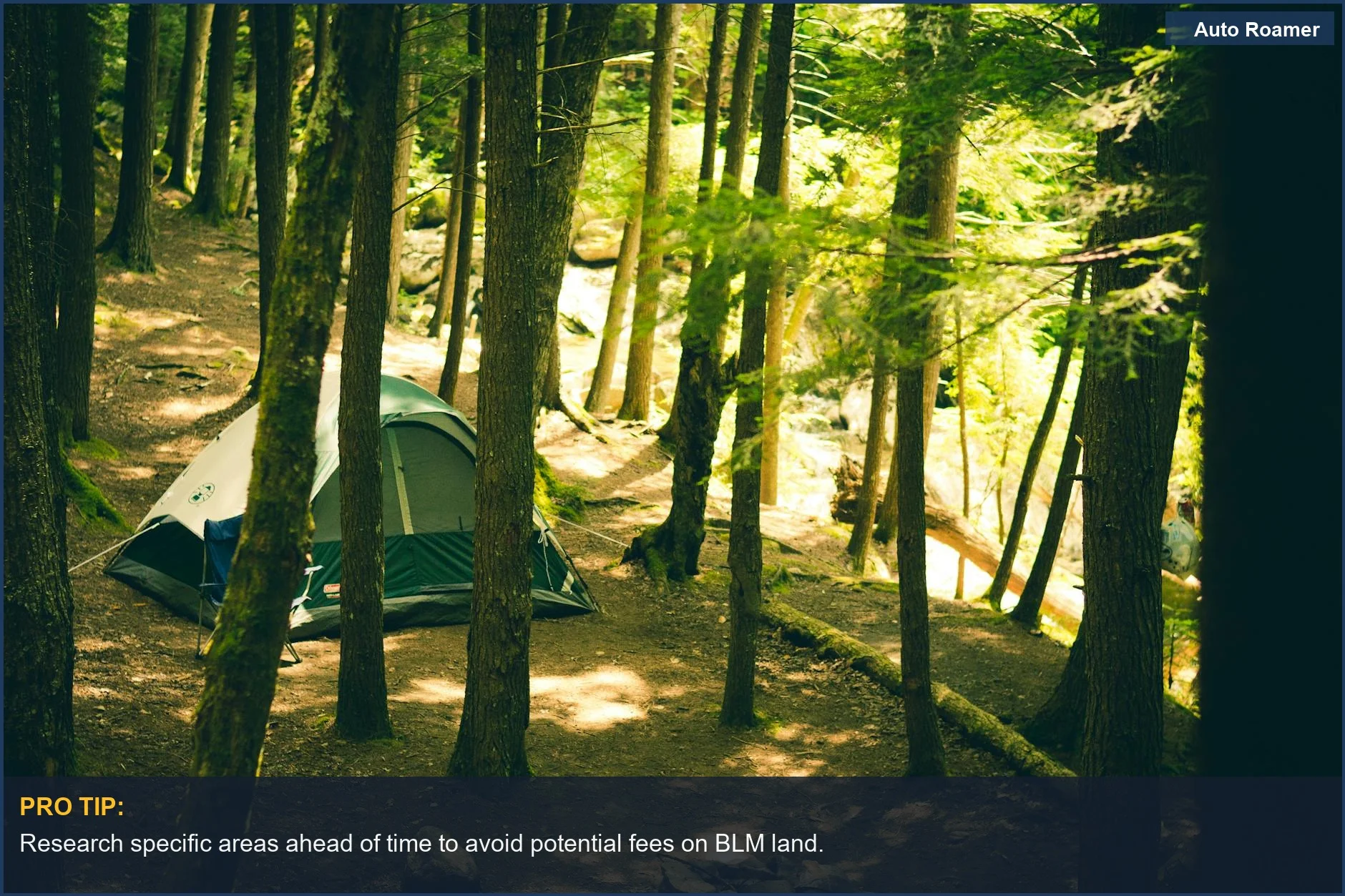 Camping setup with a tent among tall trees in a tranquil forest.