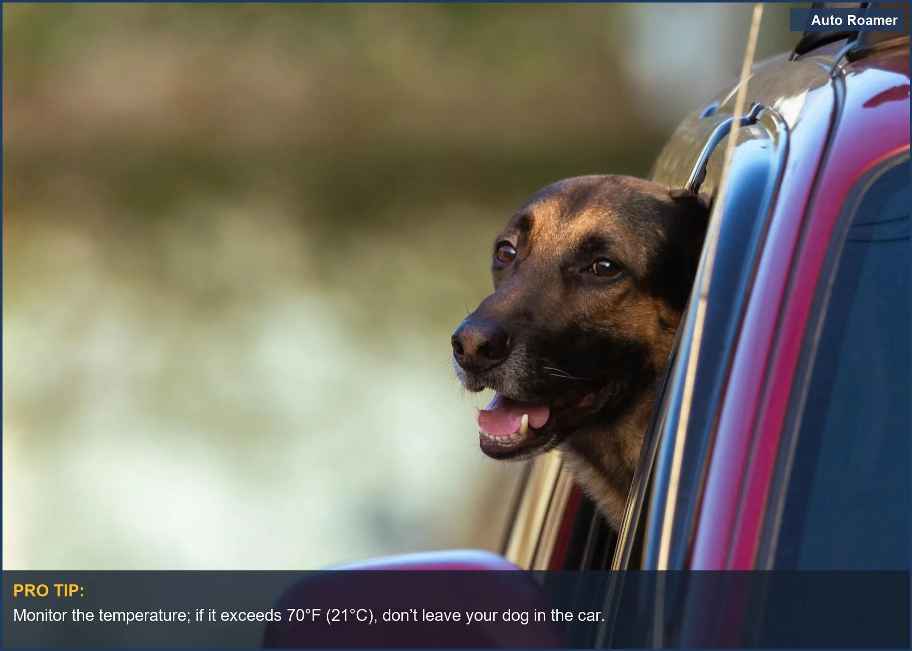 Belgian Shepherd enjoying the breeze while leaning out of a red car window.