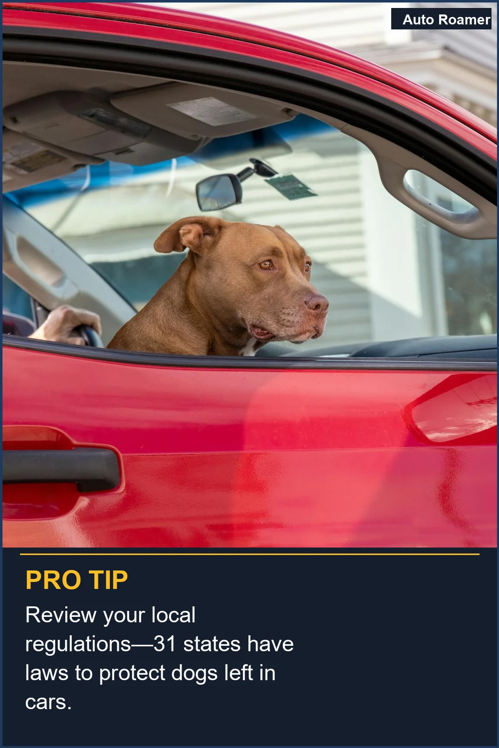 Review your local regulations--31 states have laws to protect dogs left in cars.