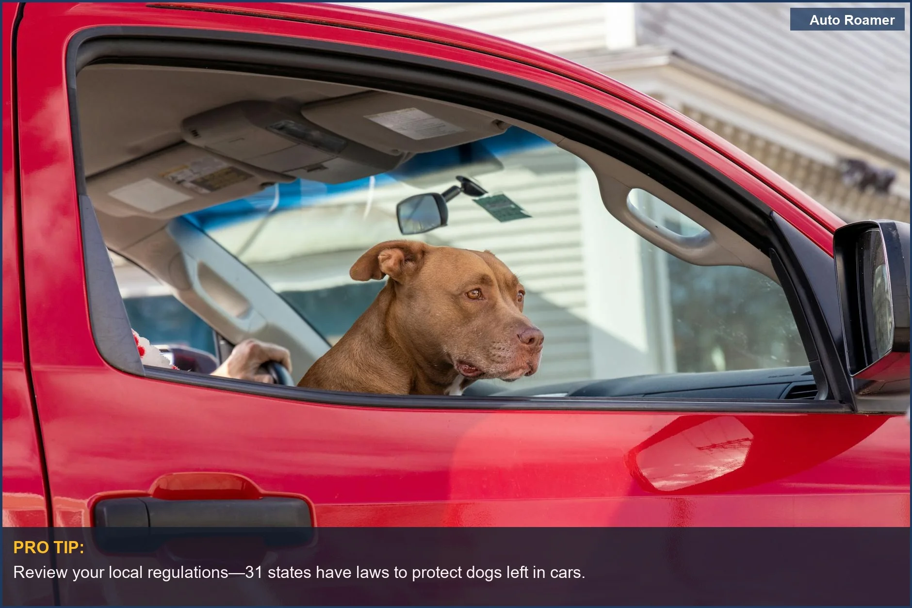 Curious dog sitting inside a red truck, looking out the window.