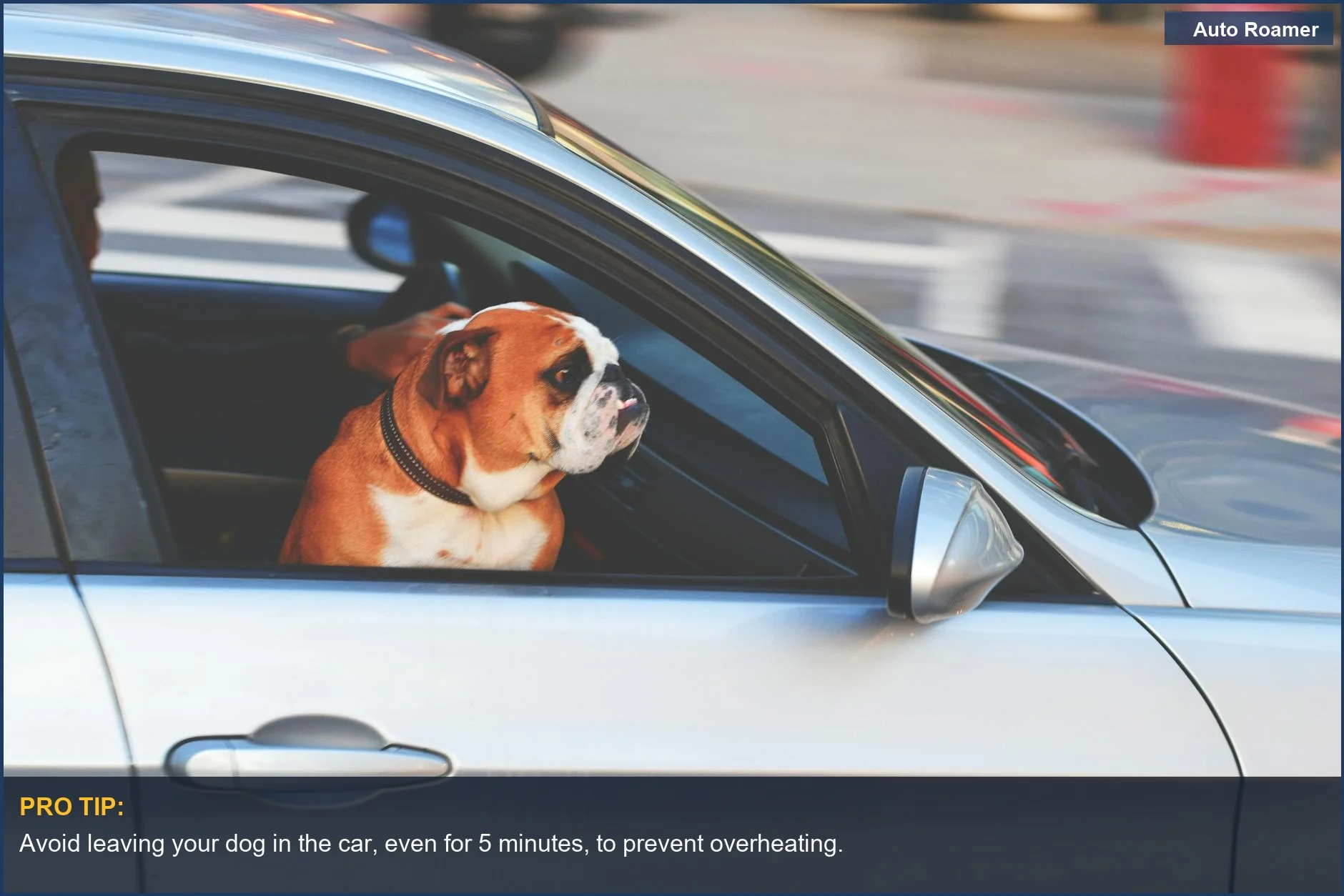 English Bulldog peering out of a car window while exploring the city streets.