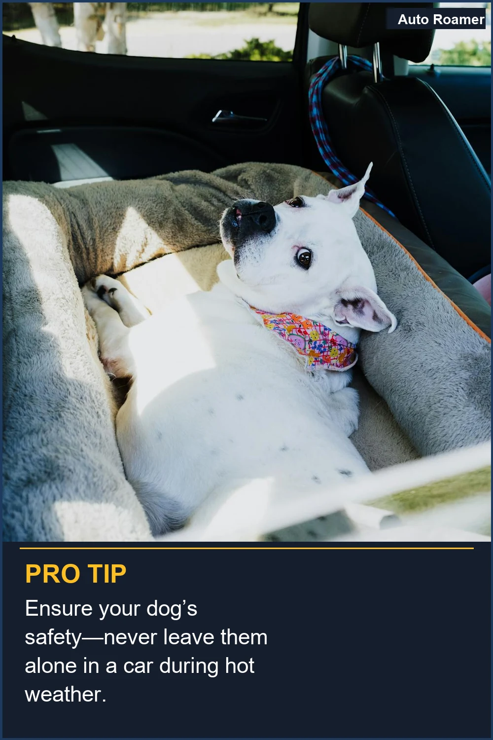 Ensure your dog's safety--never leave them alone in a car during hot weather.