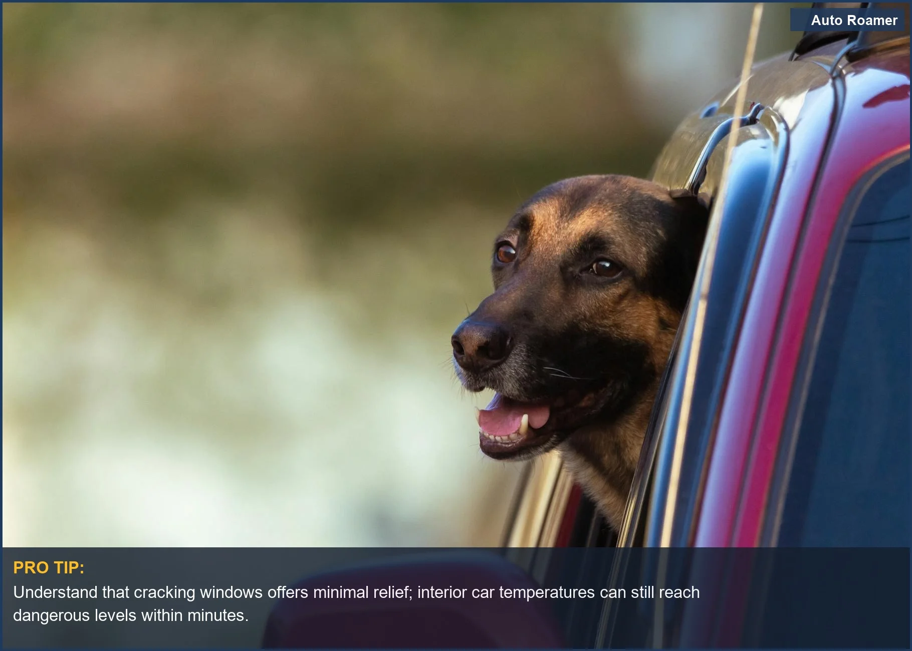 Belgian Shepherd enjoying fresh air from a red car window, underscoring why leaving dogs in cars is illegal.