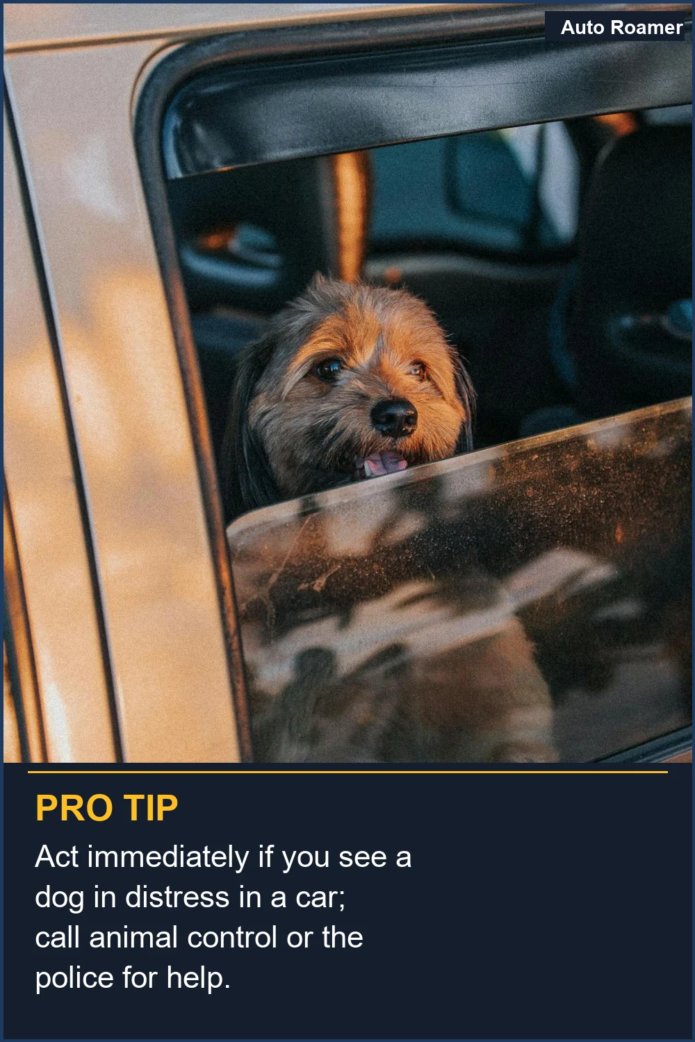 Act immediately if you see a dog in distress in a car; call animal control or the police for help.