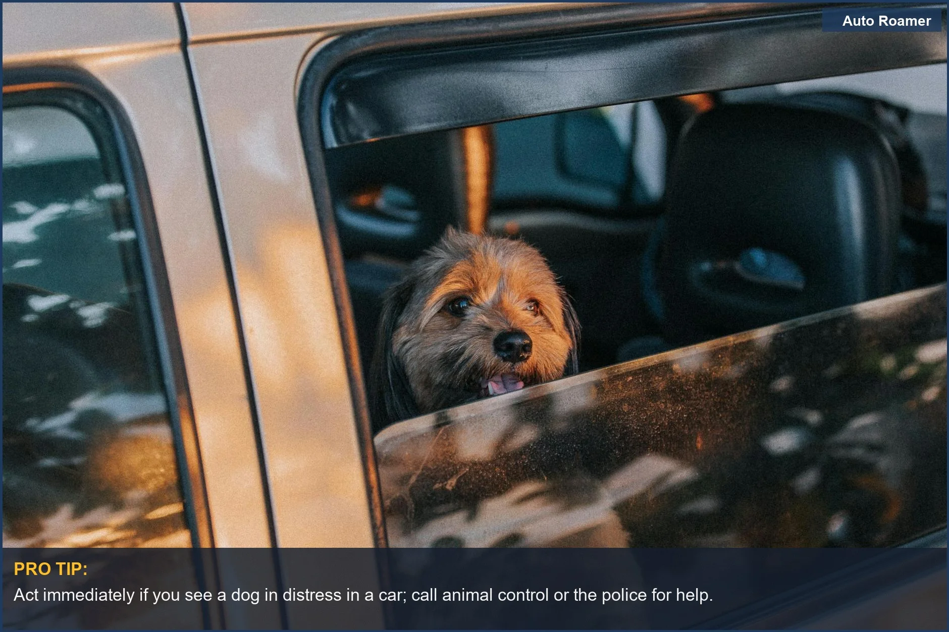 Cute dog looking out car window on a sunny day trip, a visual for leaving dog in car risks.