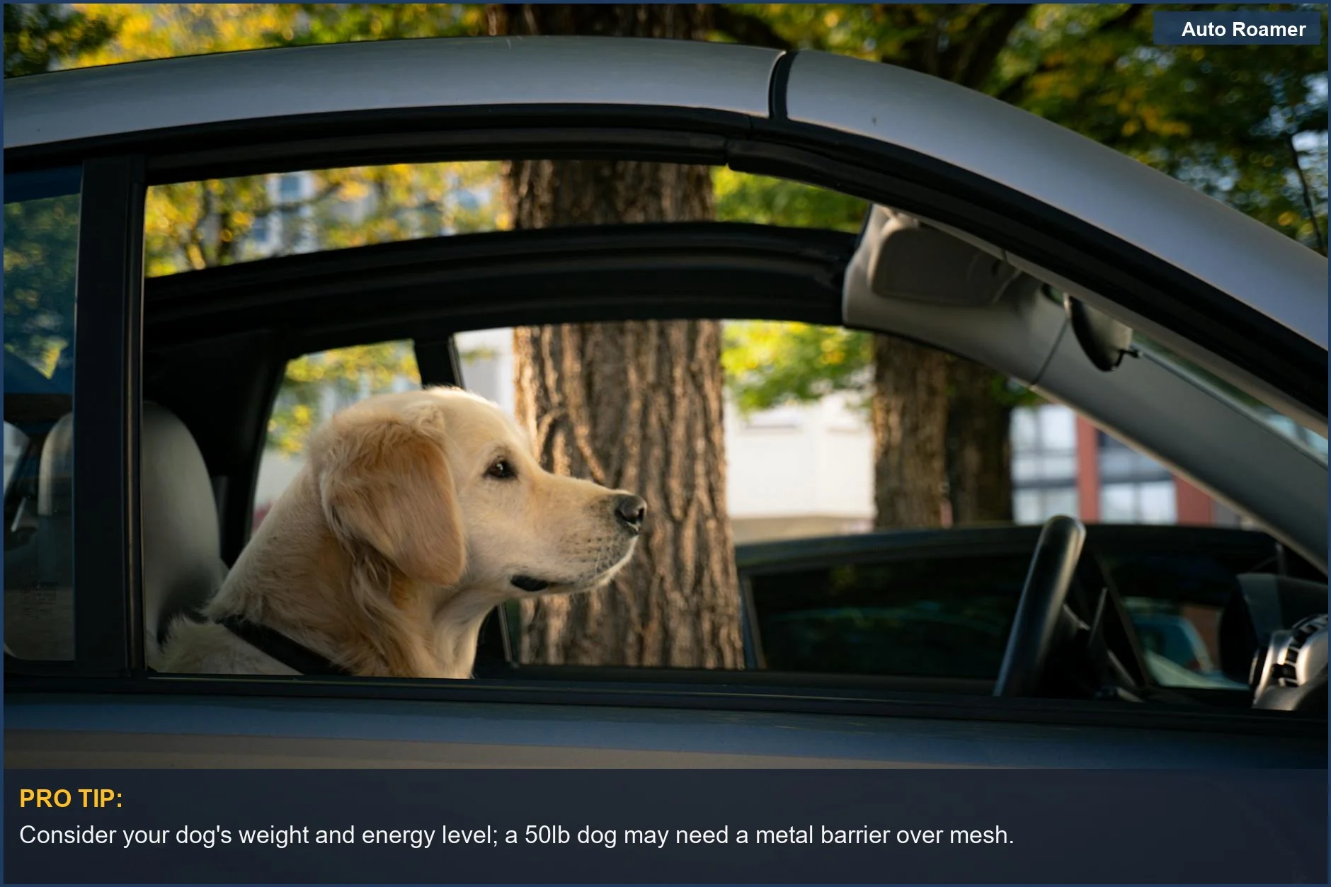 Calm Golden Retriever gazing out car window, demonstrating suitability for mesh vs metal pet barrier choices.