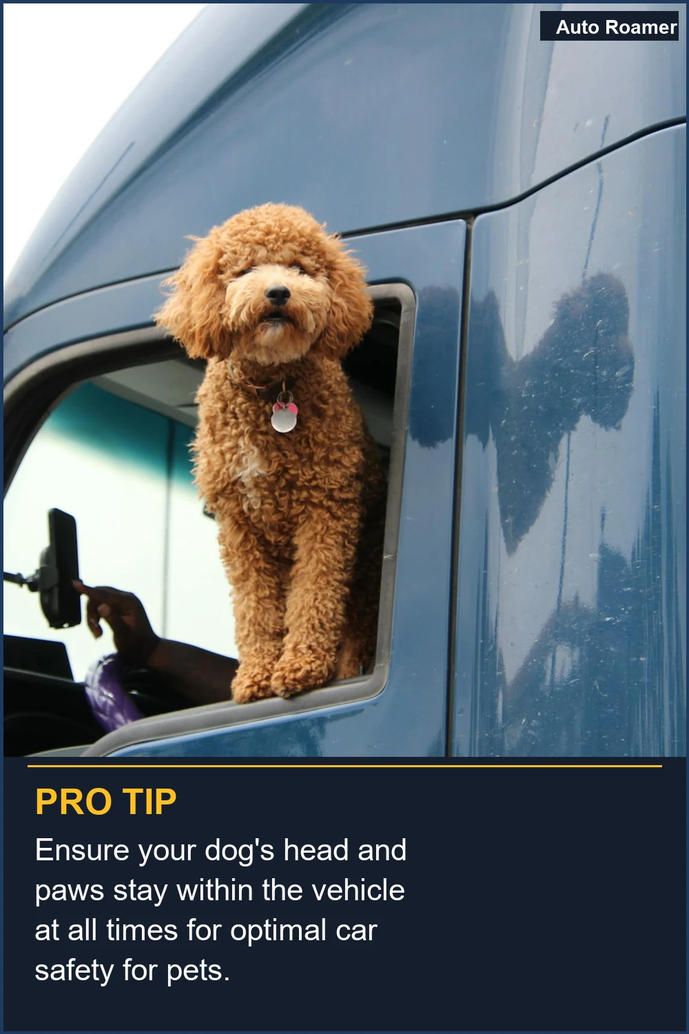 Ensure your dog's head and paws stay within the vehicle at all times for optimal car safety for pets.