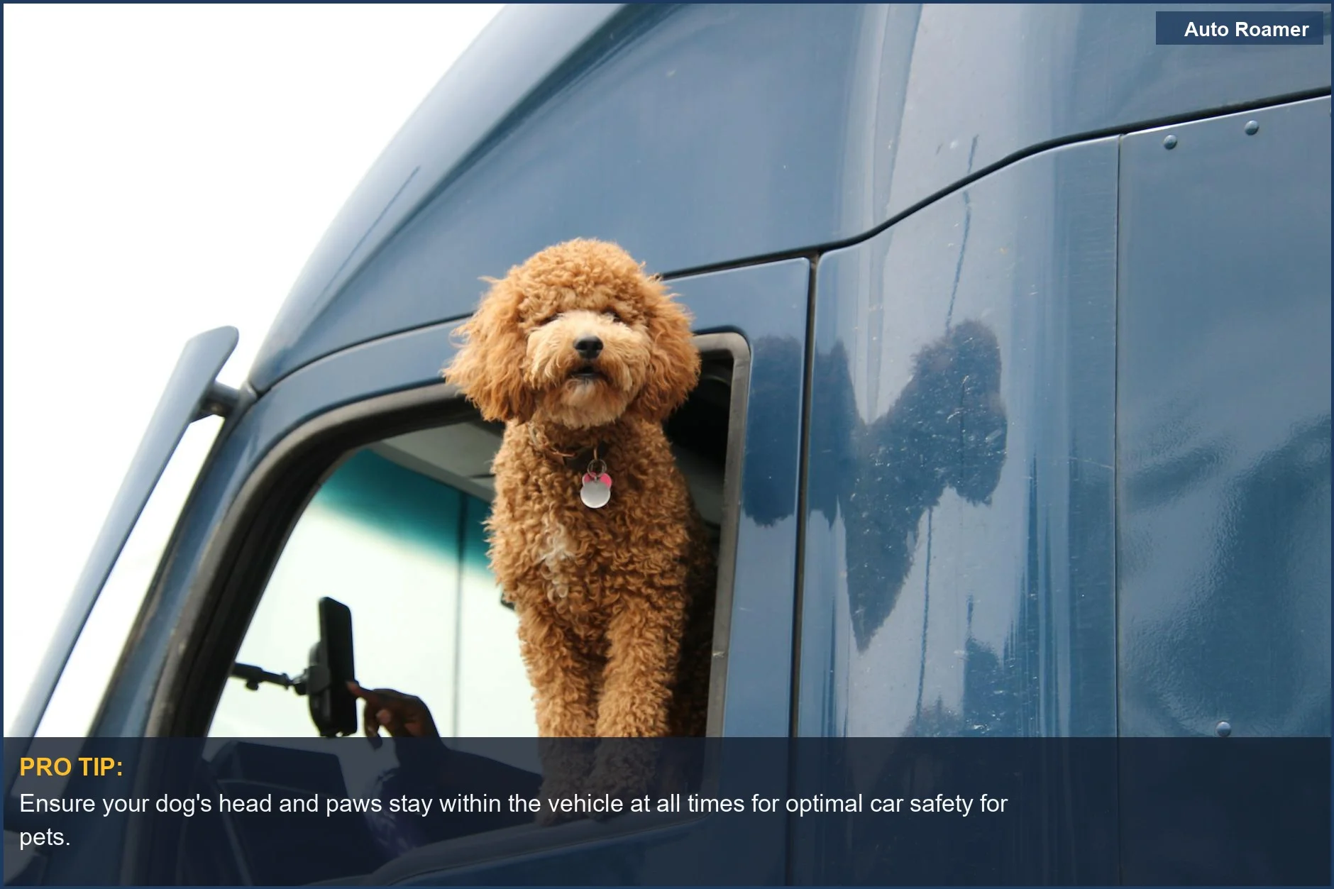 Poodle peeking out truck window, driver taking selfie, highlighting dog car seat cover safety.