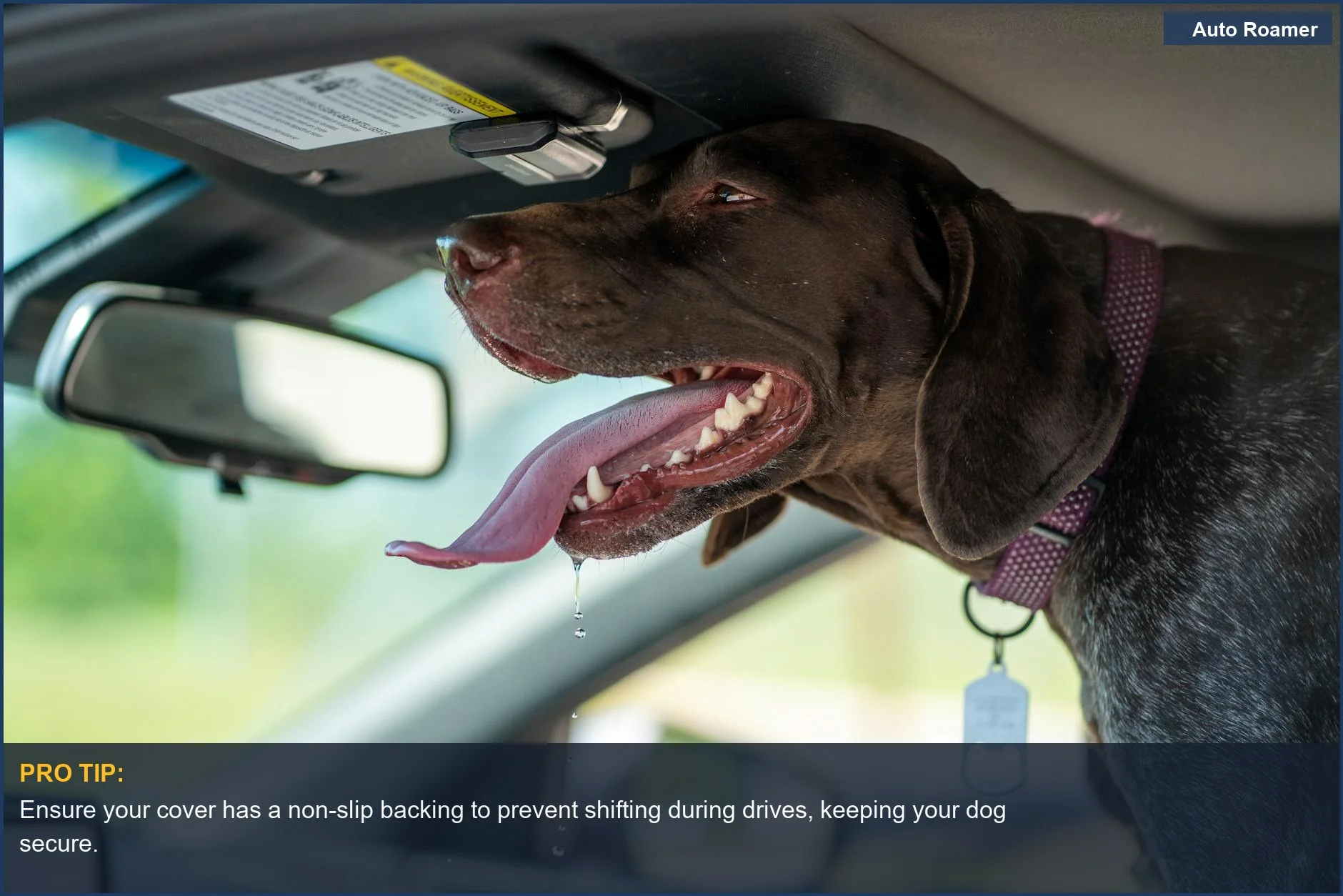 German Shorthaired Pointer happily drooling in a car, illustrating the need for dog car protection.