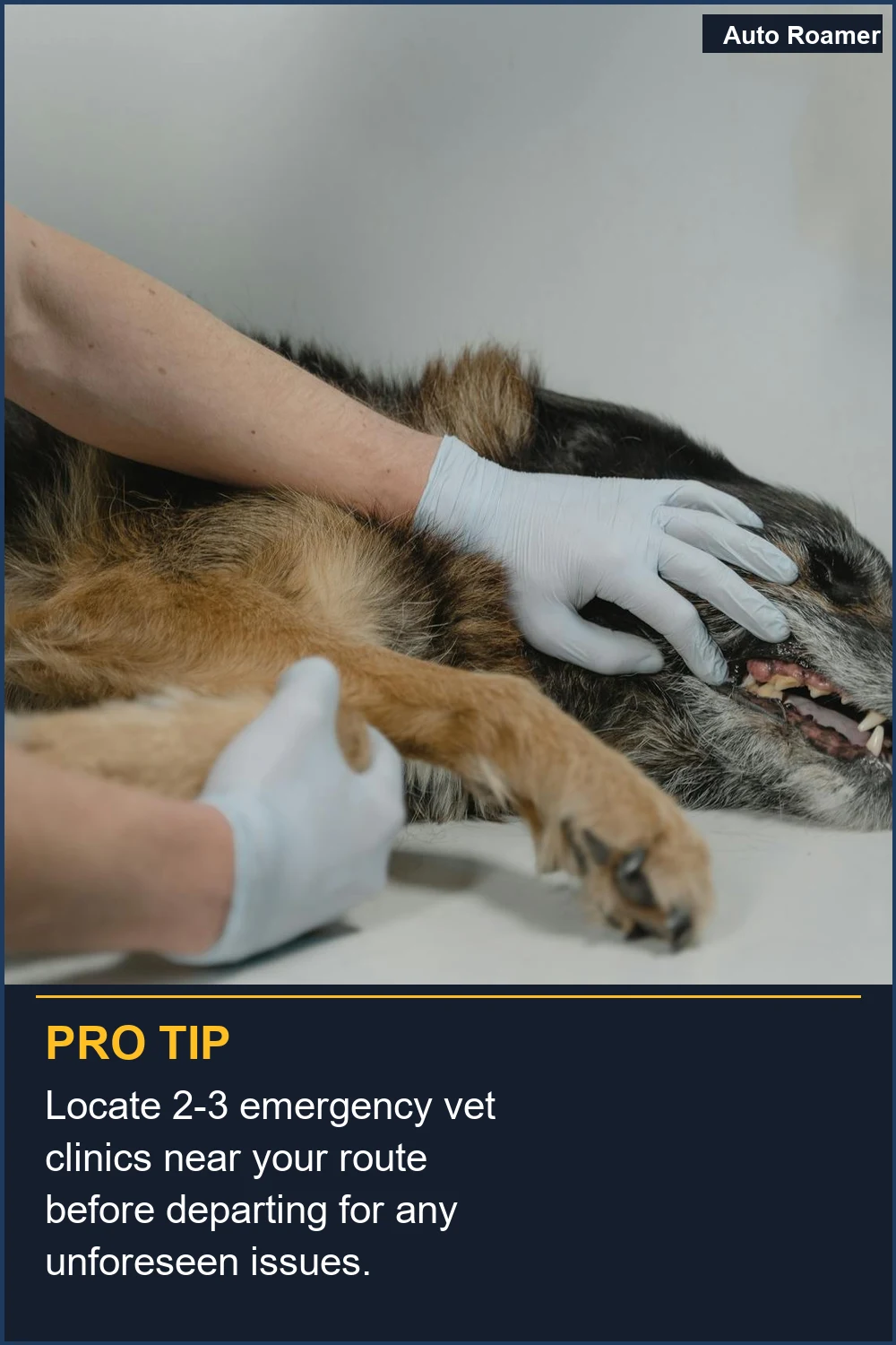 Localiza 2-3 clínicas veterinarias de emergencia cerca de tu ruta antes de partir para cualquier problema imprevisto.