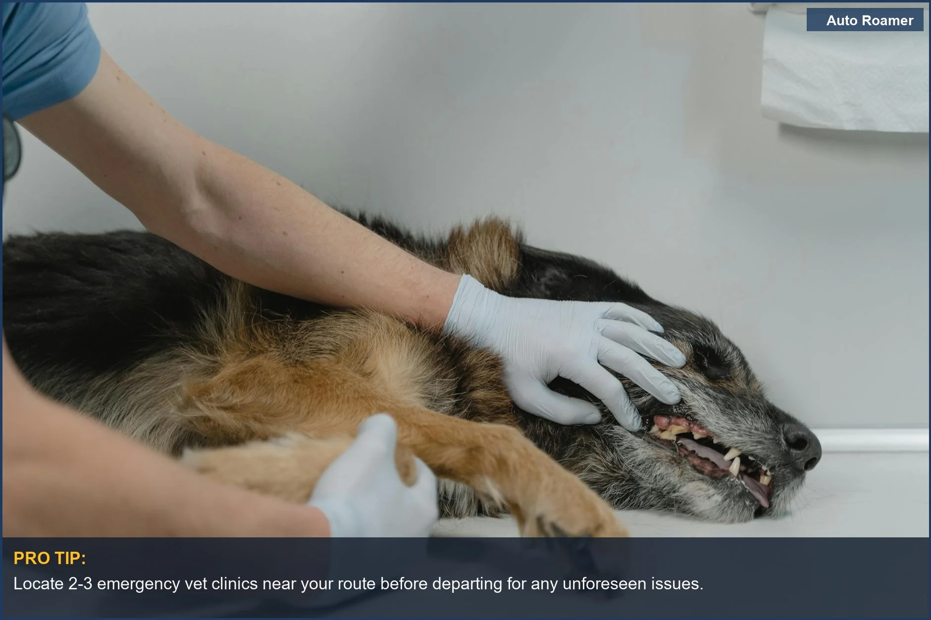Veterinario examinando un pastor alemán, destacando la importancia de la atención profesional para situaciones de emergencia de mascotas.