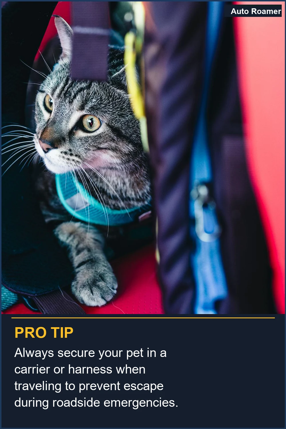 Asegura siempre a tu mascota en un transportín o arnés cuando viajes para evitar que escape durante emergencias en carretera.