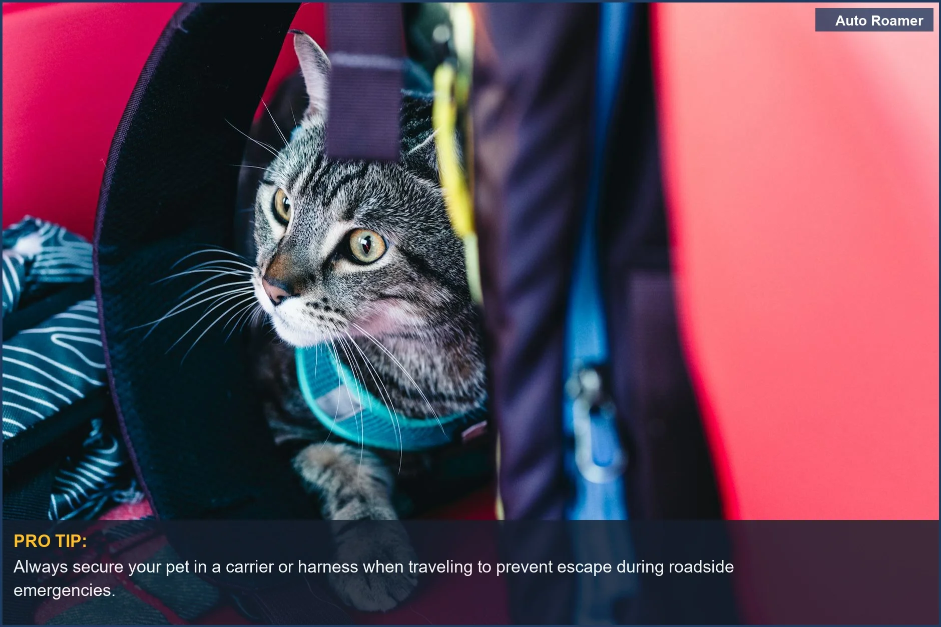 Gato atigrado asomándose desde una mochila de viaje, listo para la aventura al aire libre y la seguridad de las mascotas.