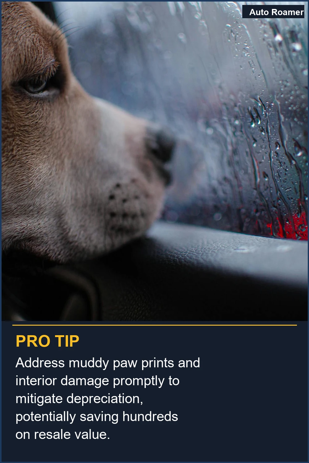 Address muddy paw prints and interior damage promptly to mitigate depreciation, potentially saving hundreds on resale value.