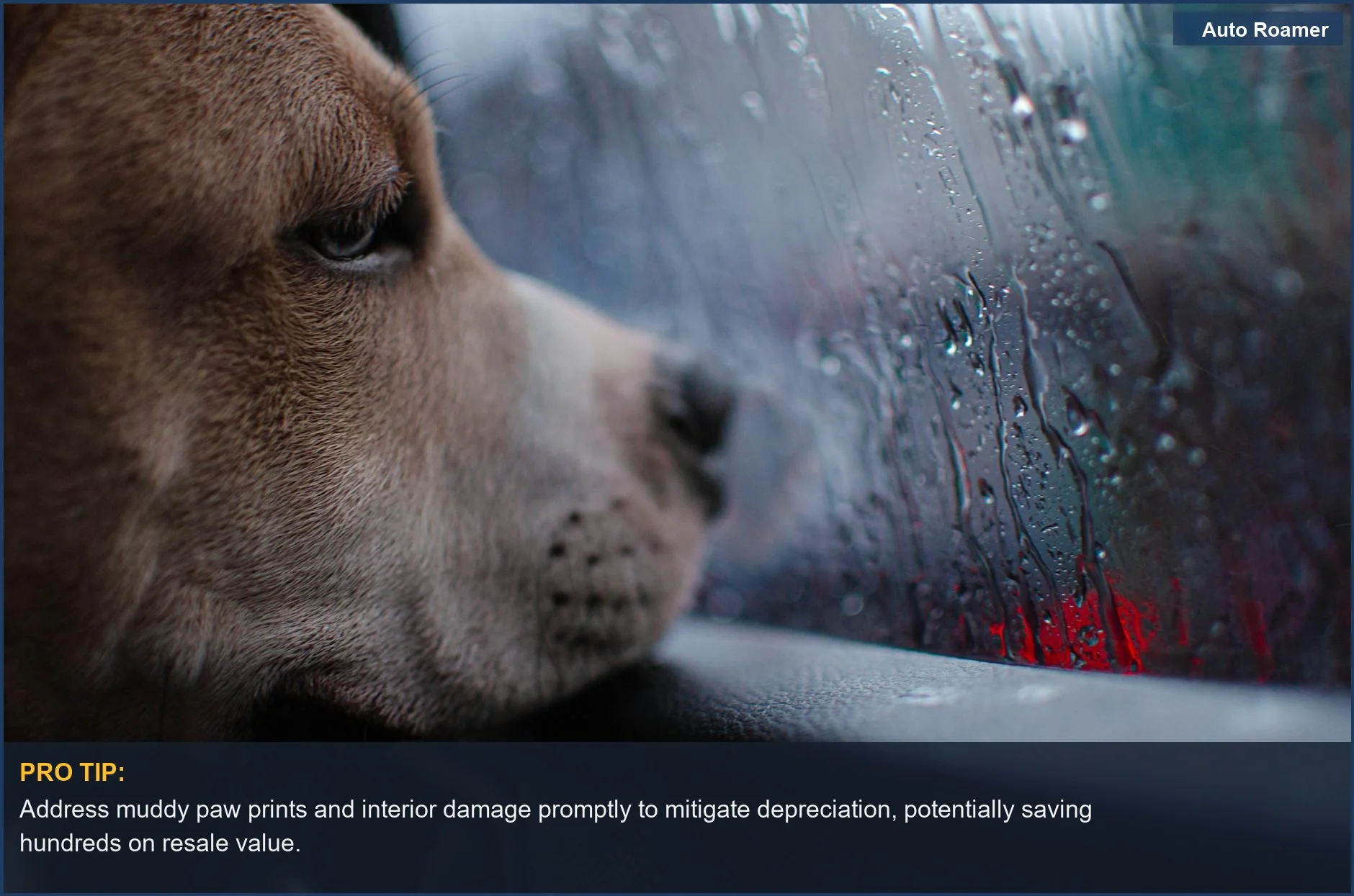 Dog looking out rain-soaked car window, emphasizing pet travel trends and car resale concerns.