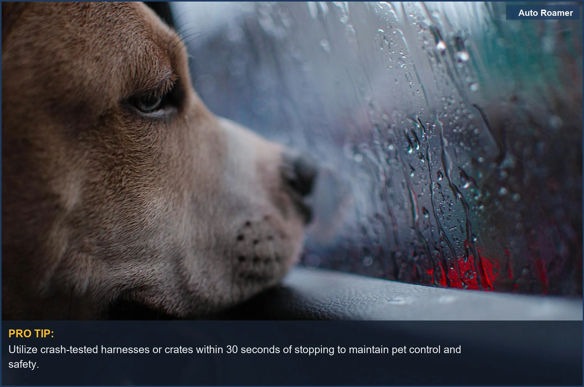 Dog gazing through a rain-soaked car window, a poignant image for pet travel safety during breakdowns.