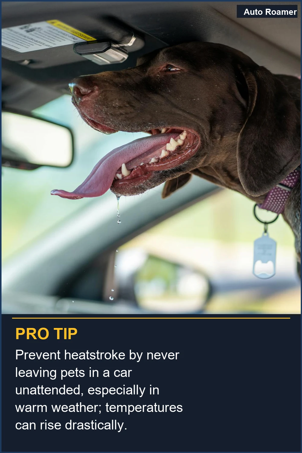 Prevent heatstroke by never leaving pets in a car unattended, especially in warm weather; temperatures can rise drastically.