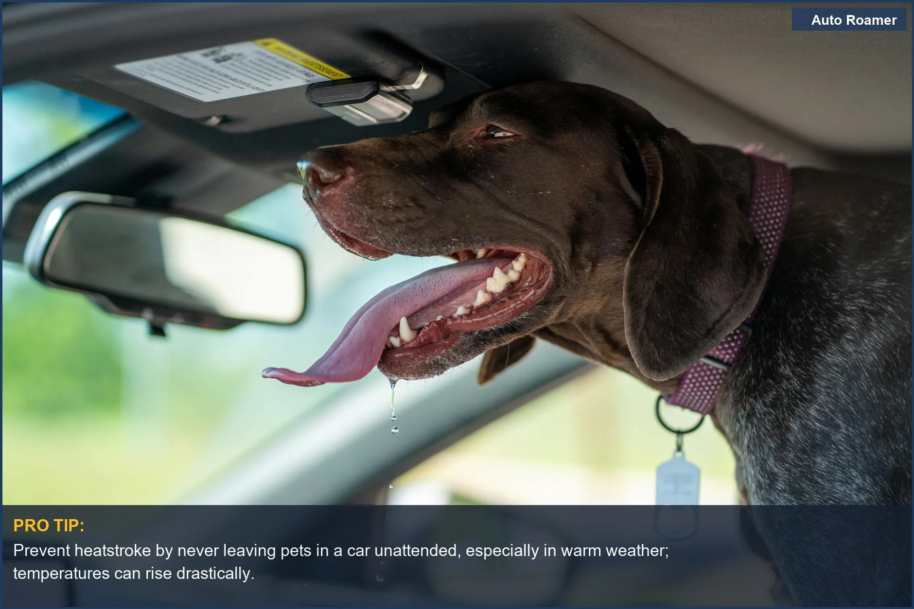 Drooling German Shorthaired Pointer inside a hot car, emphasizing the risks of pet travel safety.