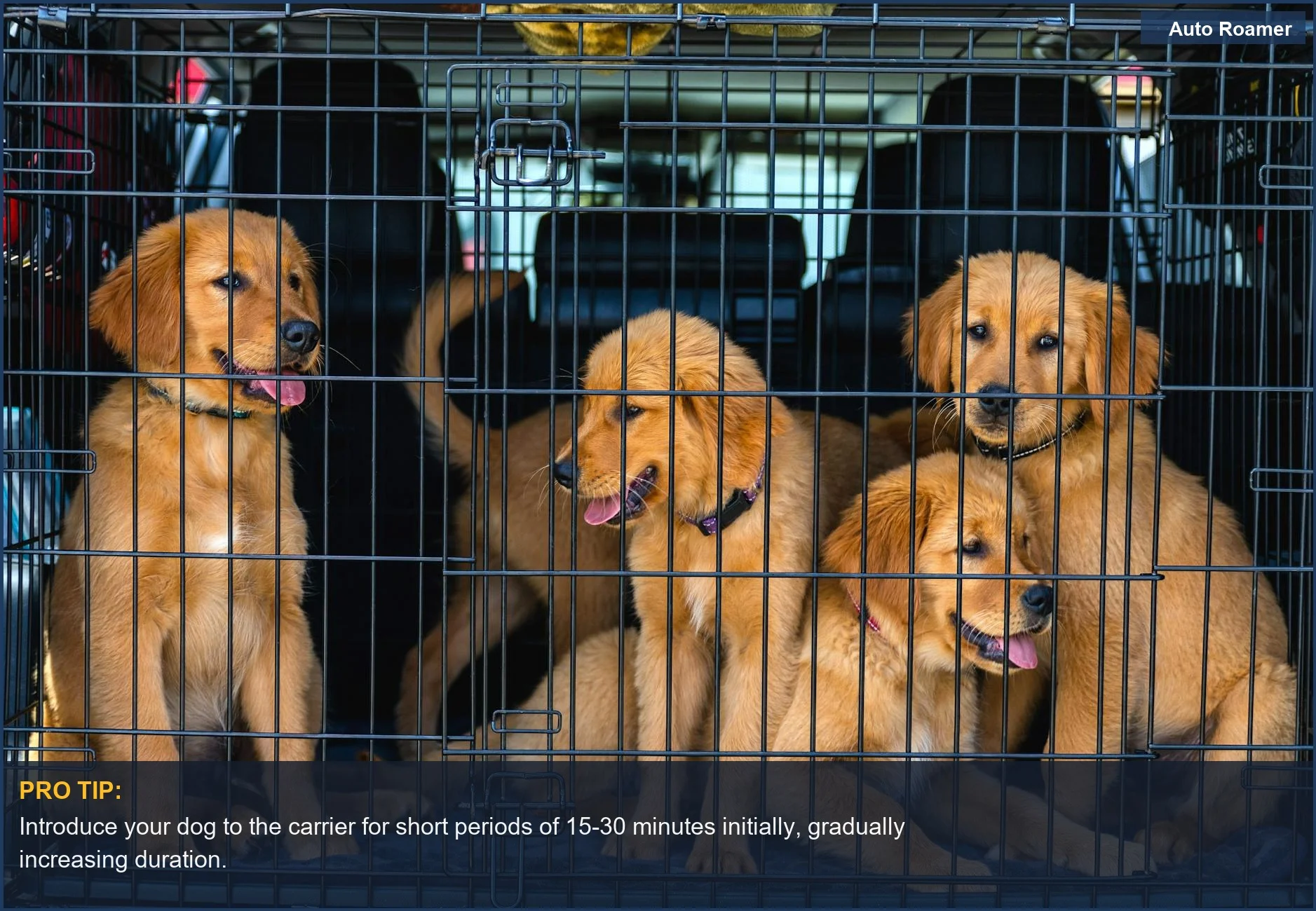 Four golden retriever puppies resting comfortably inside a spacious car cage, a positive step towards flying with an anxious dog.