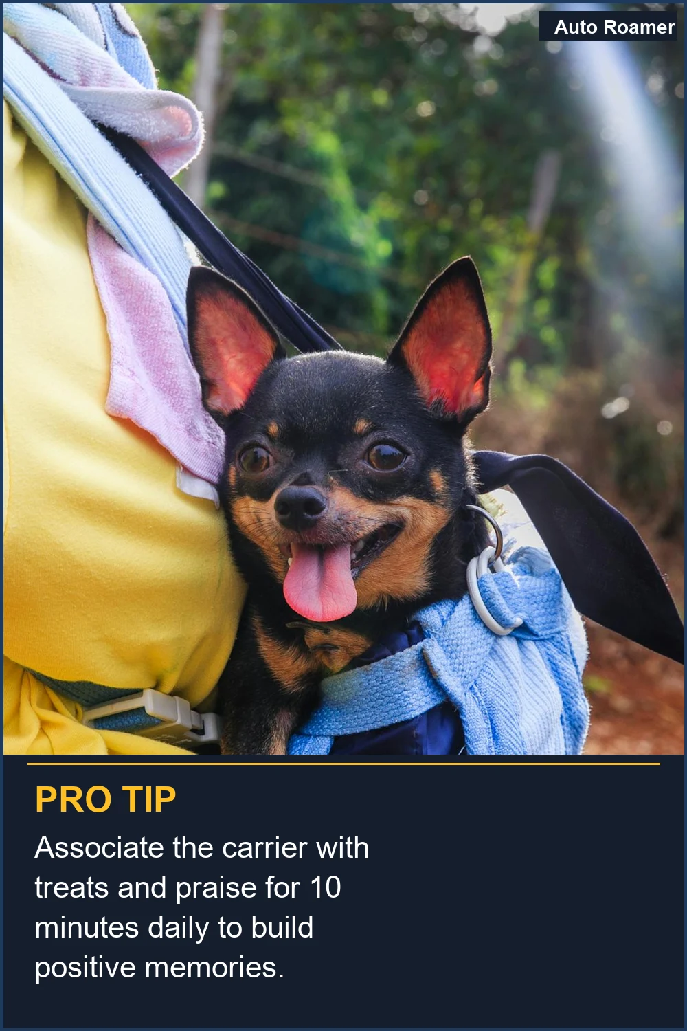 Associate the carrier with treats and praise for 10 minutes daily to build positive memories.