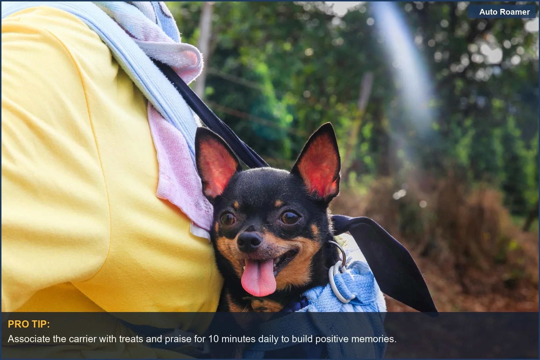 Happy Chihuahua enjoys the outdoors in a carrier, showcasing how to reduce pet travel anxiety through positive associations.