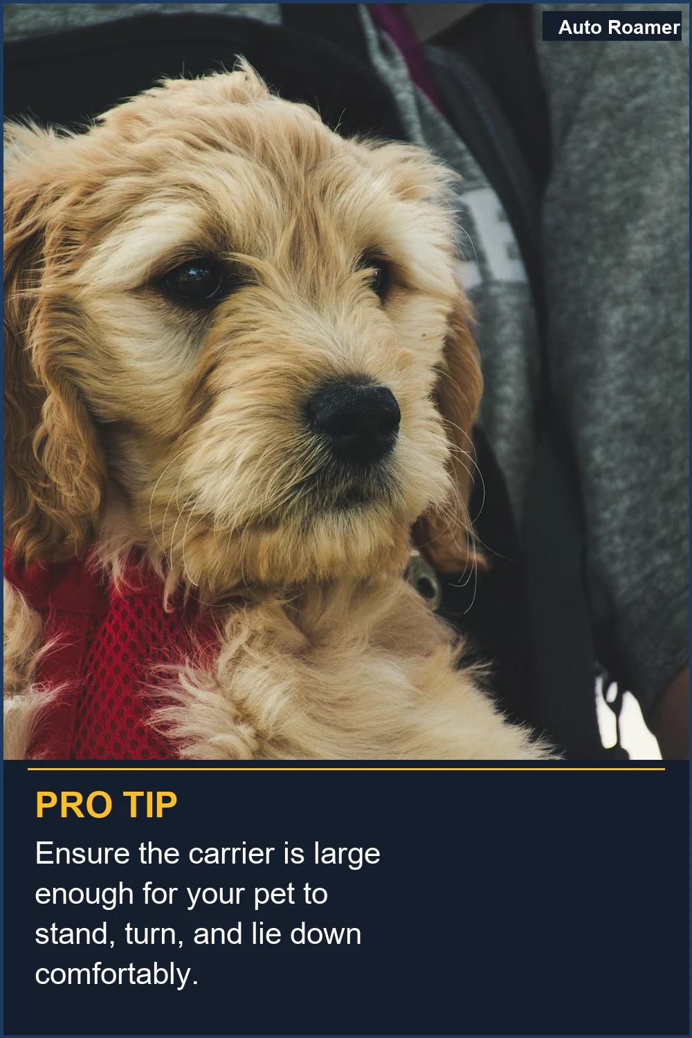 Ensure the carrier is large enough for your pet to stand, turn, and lie down comfortably.