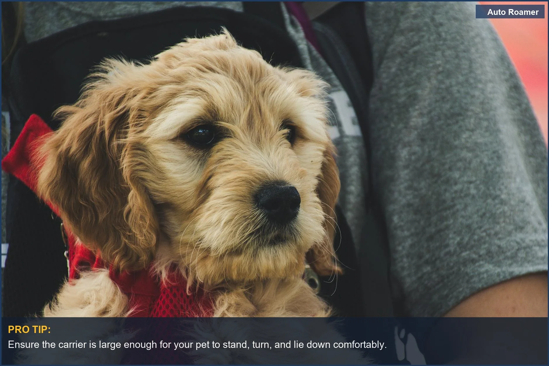 Golden Doodle puppy in a red harness outdoors, emphasizing that preparing pets for air travel is about patience, not gear.