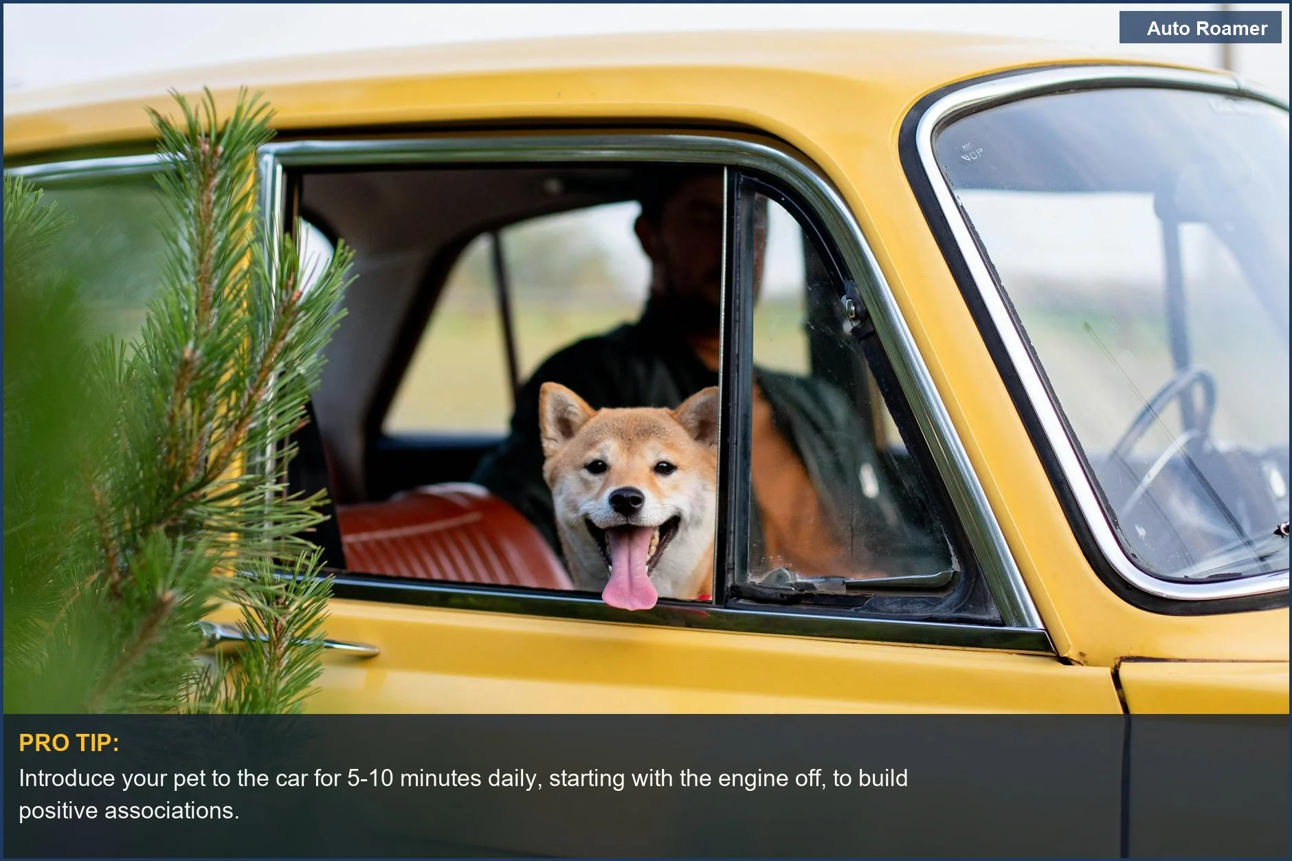 Happy Shiba Inu with tongue out in a classic yellow car, a great start for pet road trip preparation.