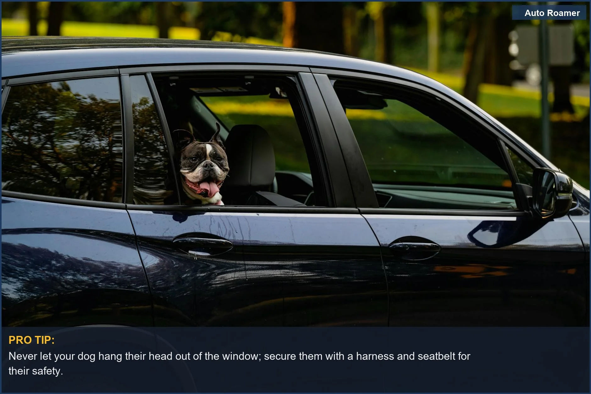 Boston Terrier peeking out a car window, demonstrating the importance of securing dogs in cars safely.