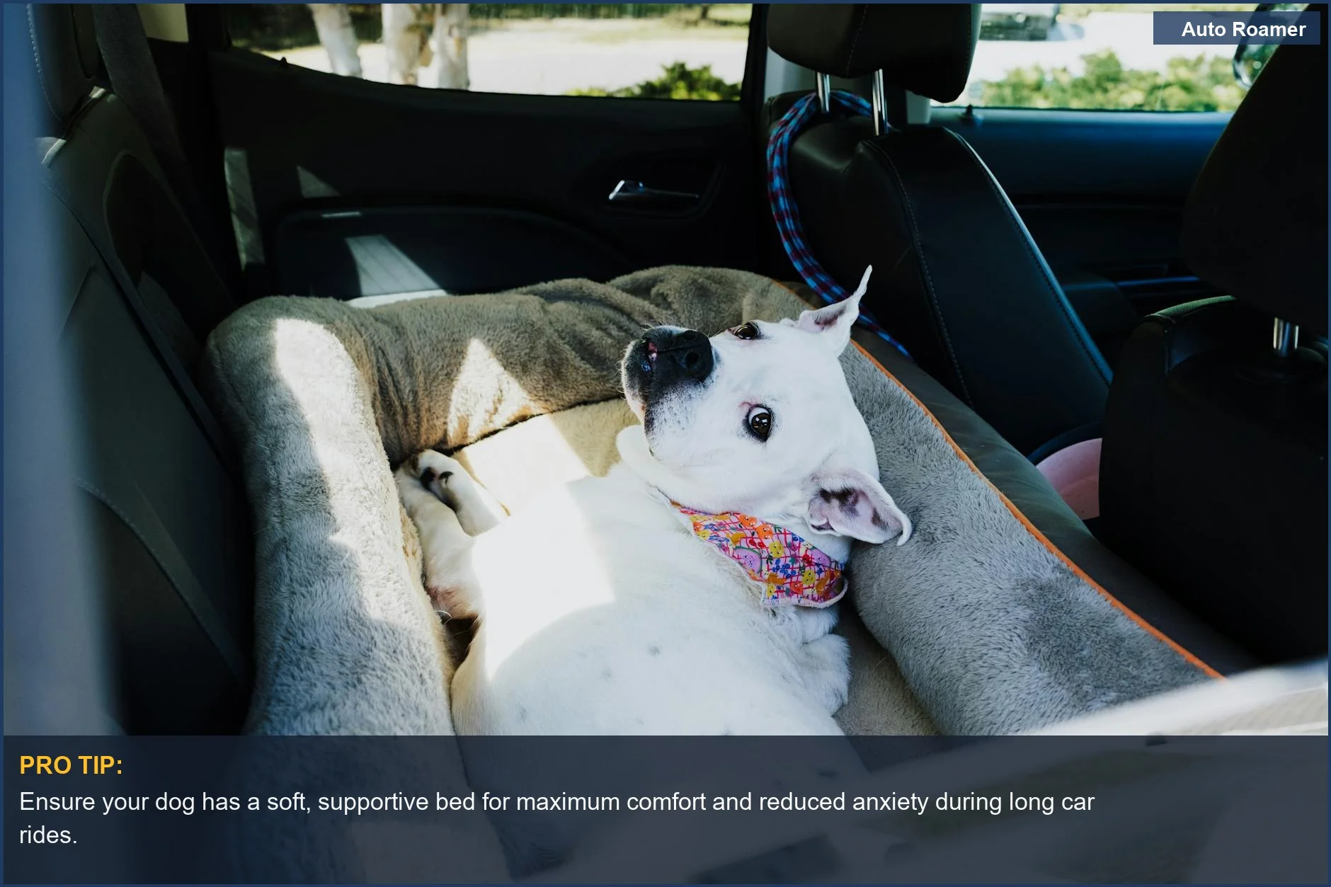 Relaxed white dog enjoying a sunny backseat nap, highlighting pet travel safety for comfortable journeys.