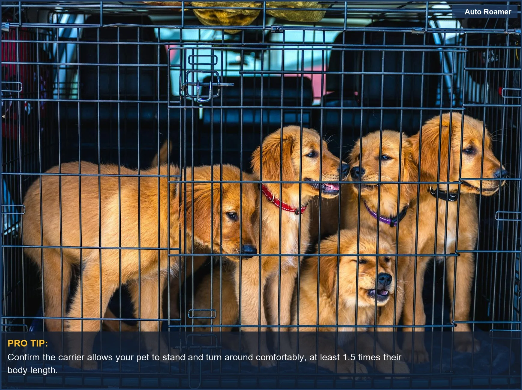 Adorable Golden Retriever puppies ready for travel in a spacious car carrier.