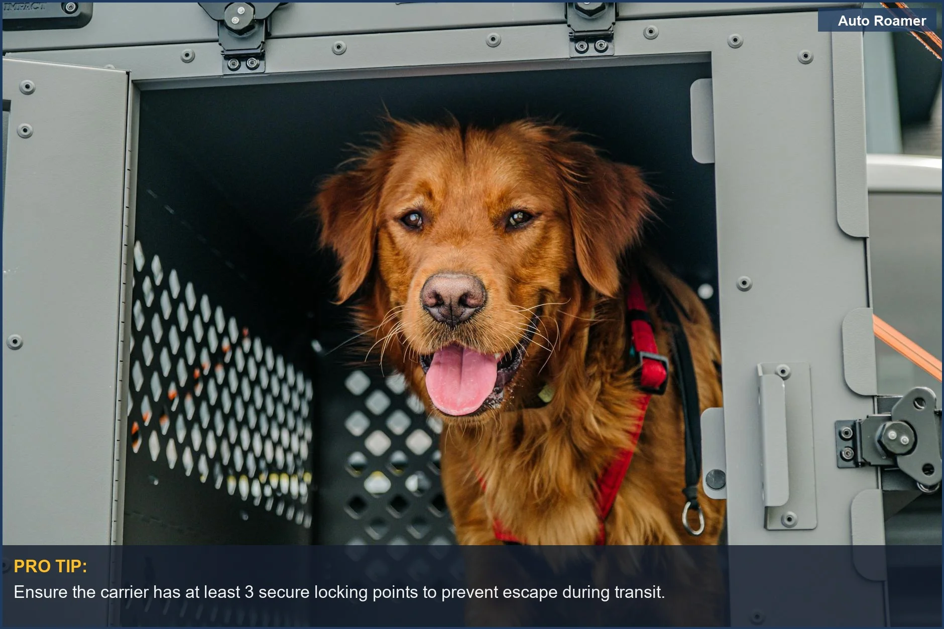 Golden Retriever safely secured inside a collapsible wheeled pet travel carrier for secure pet travel.