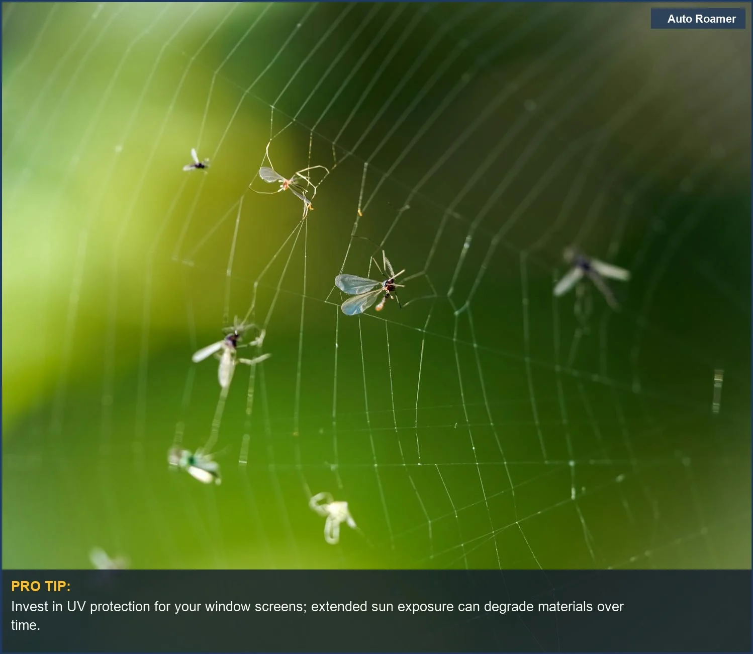 Close-up of a dewy spiderweb with insects, illustrating the need for robust window screen materials.