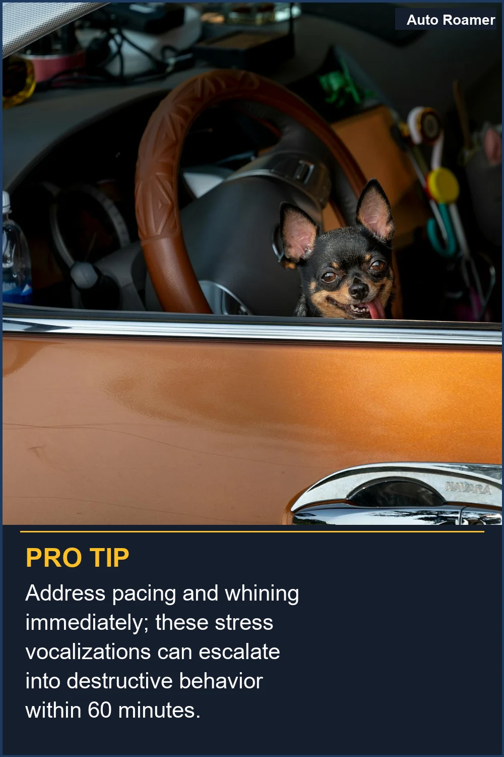 Address pacing and whining immediately; these stress vocalizations can escalate into destructive behavior within 60 minutes.