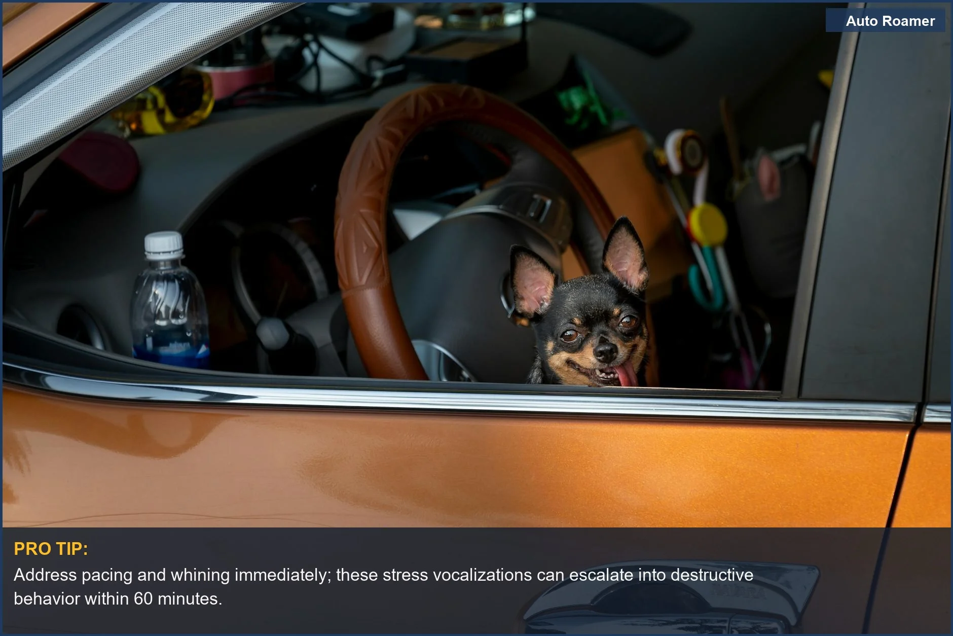 Chihuahua inside a parked car, highlighting early signs of pet anxiety during car travel.
