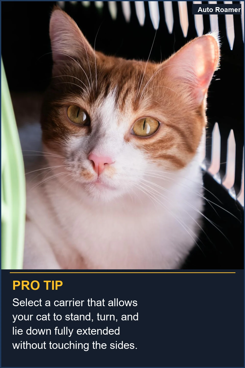 Select a carrier that allows your cat to stand, turn, and lie down fully extended without touching the sides.