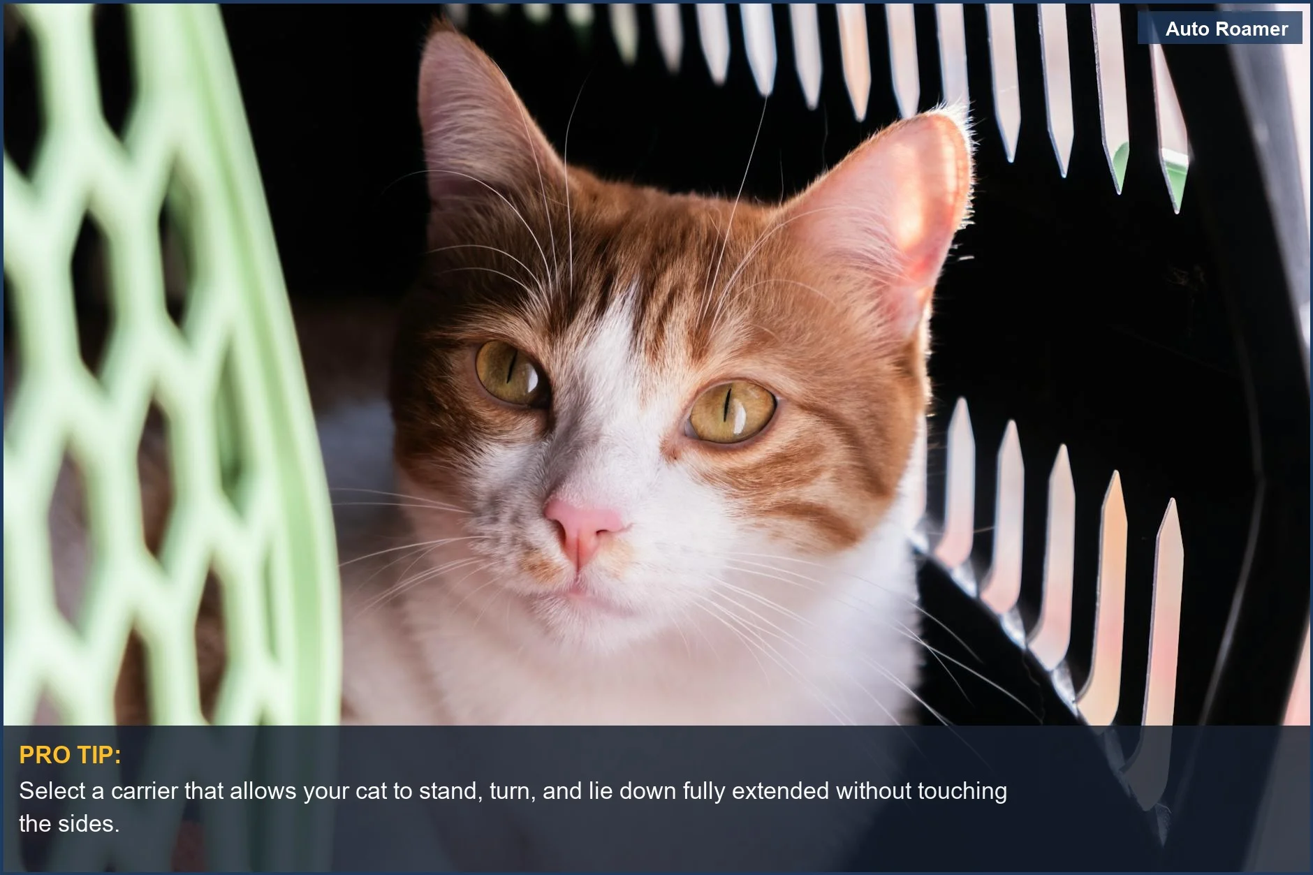 Alert cat resting comfortably inside a spacious pet carrier, demonstrating ideal cat carrier size.